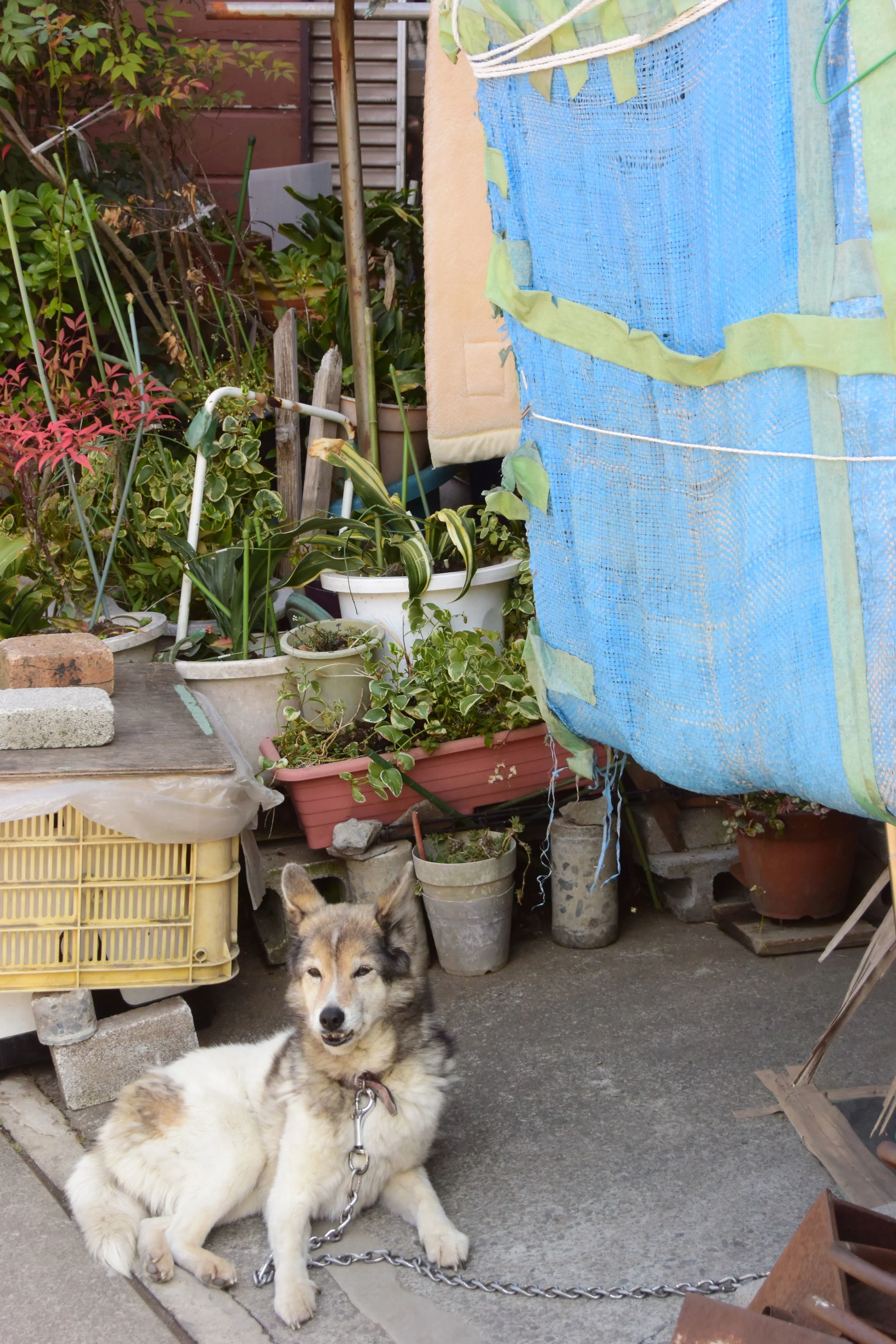 guard-of-the-plants.jpg