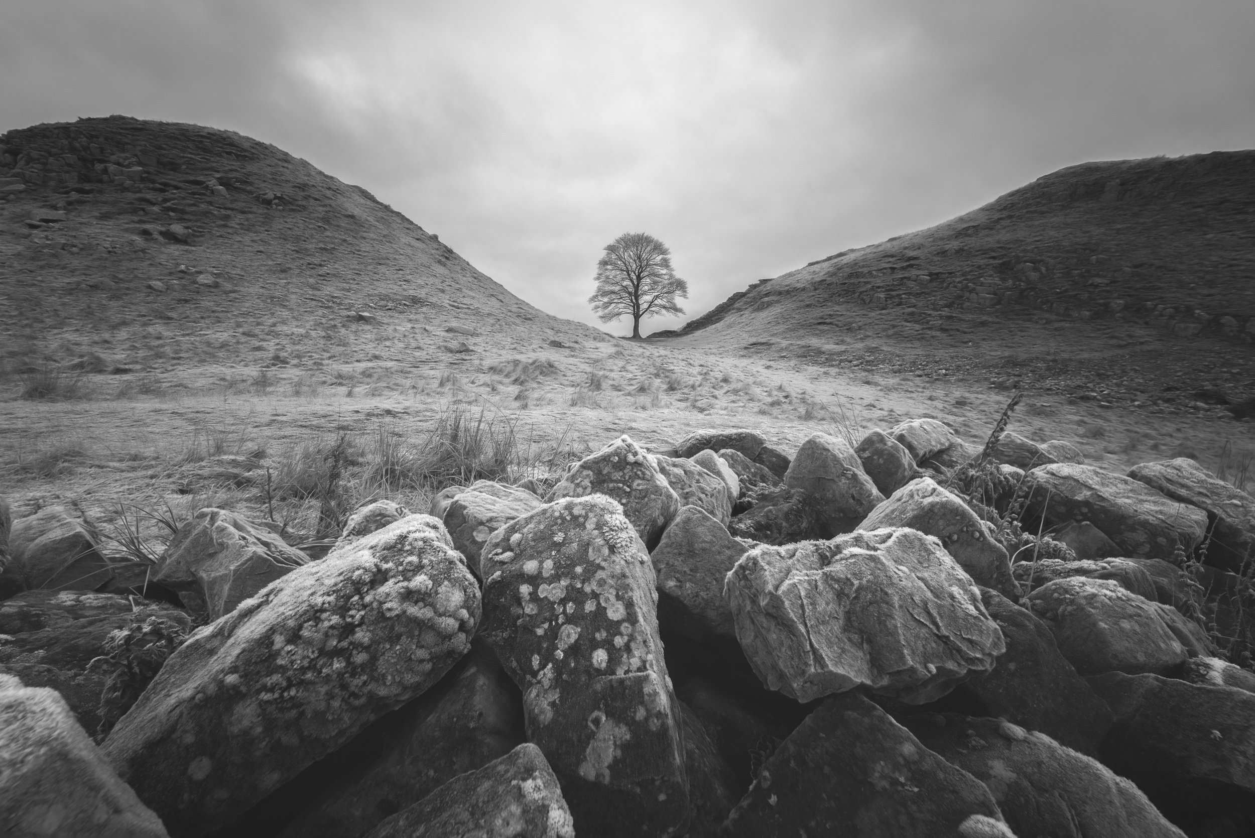 fine art giclee landscape print of sycamore gap in northumberland