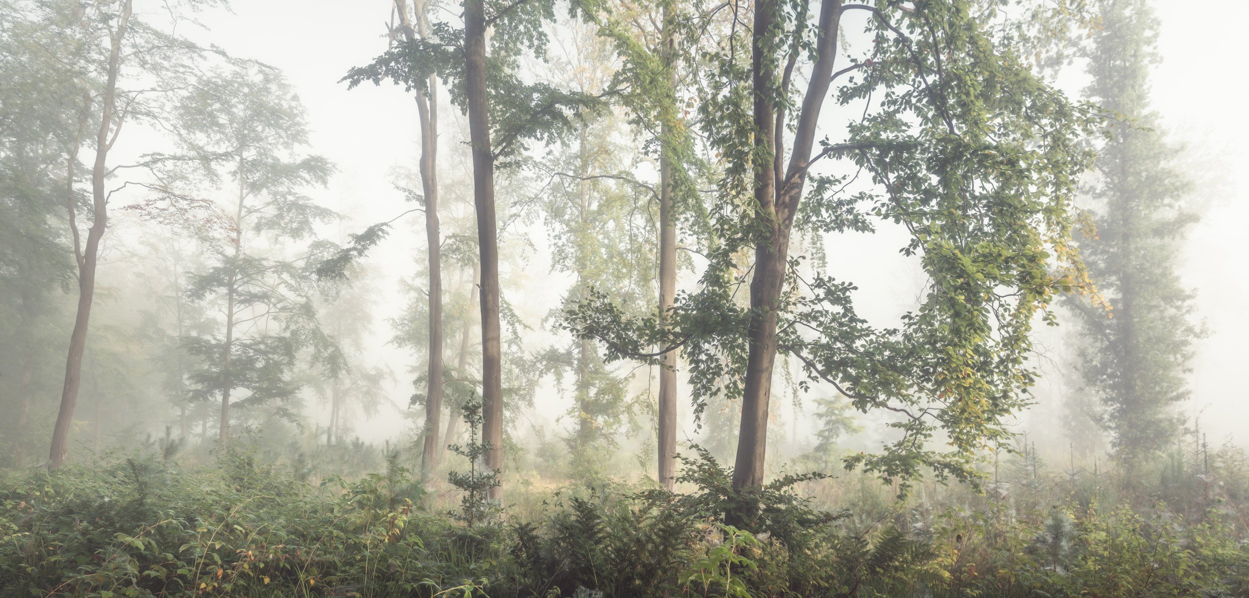Fine art landscape image of misty woodland near Hexham, Northumberland
