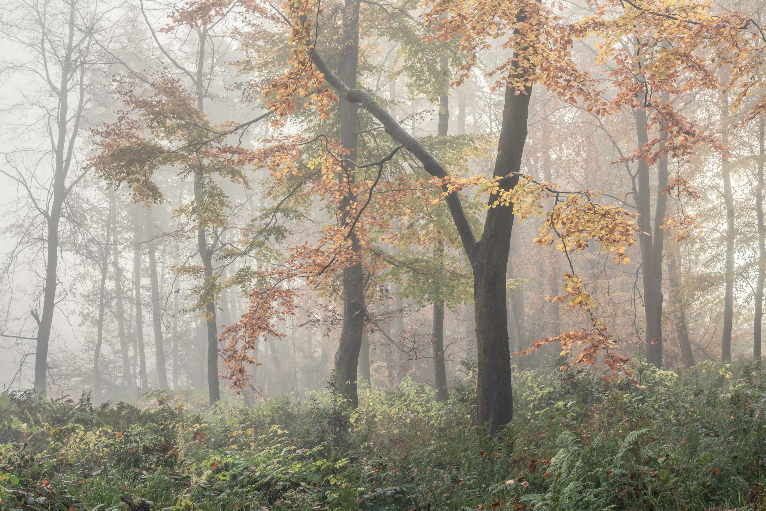 Landscape Photograph of an autumn woodland misty scene in Hexham Northumberland