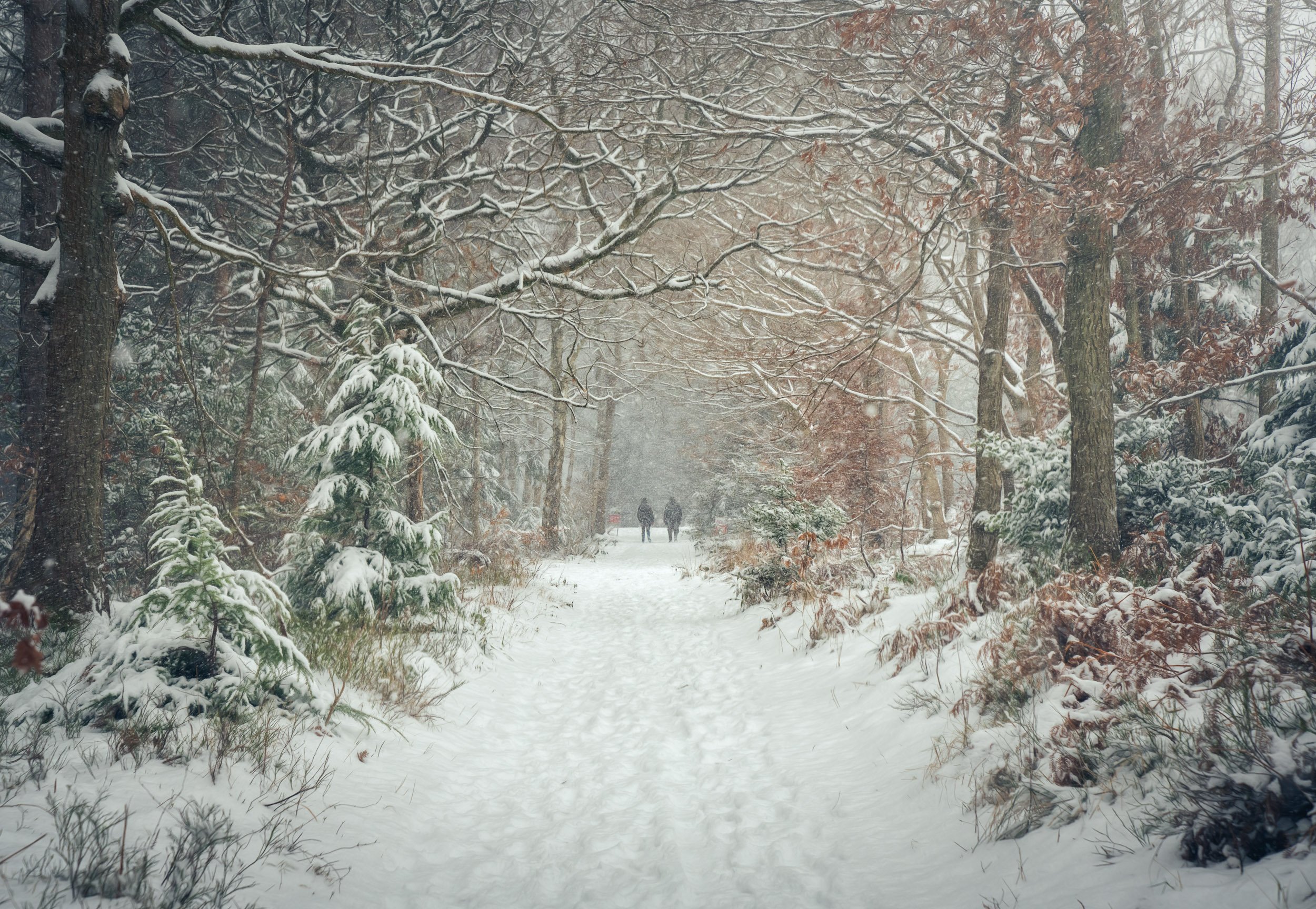 fine art giclee landscape print of a snowy woodland in hexham northumberland