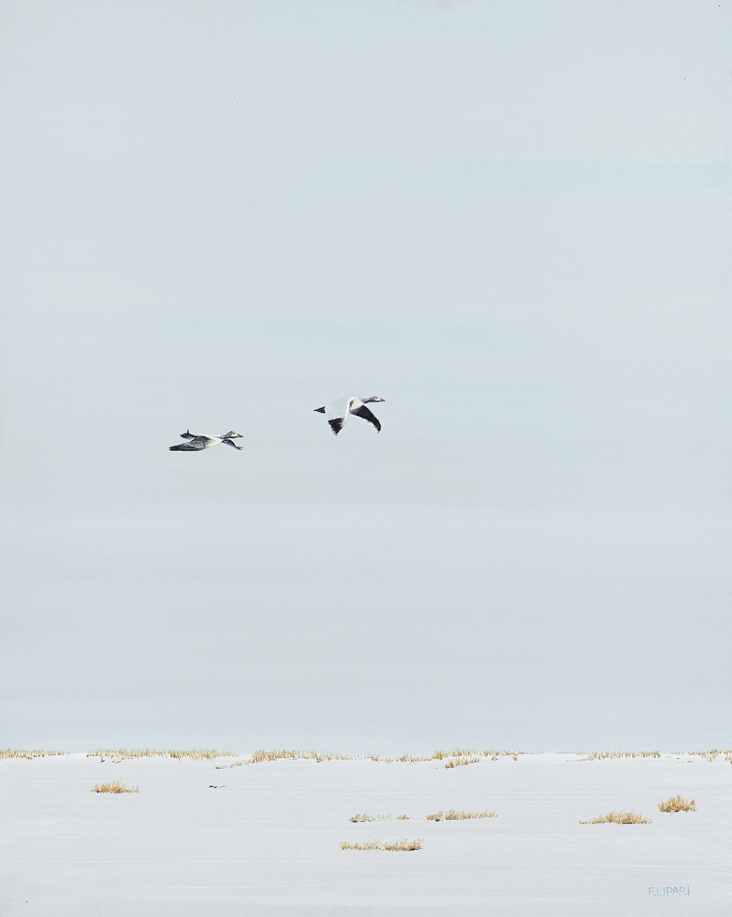 Late Departure | 2016, 24 x 30 acrylic on canvas. A Snow Geese couple taking off on a late departure.