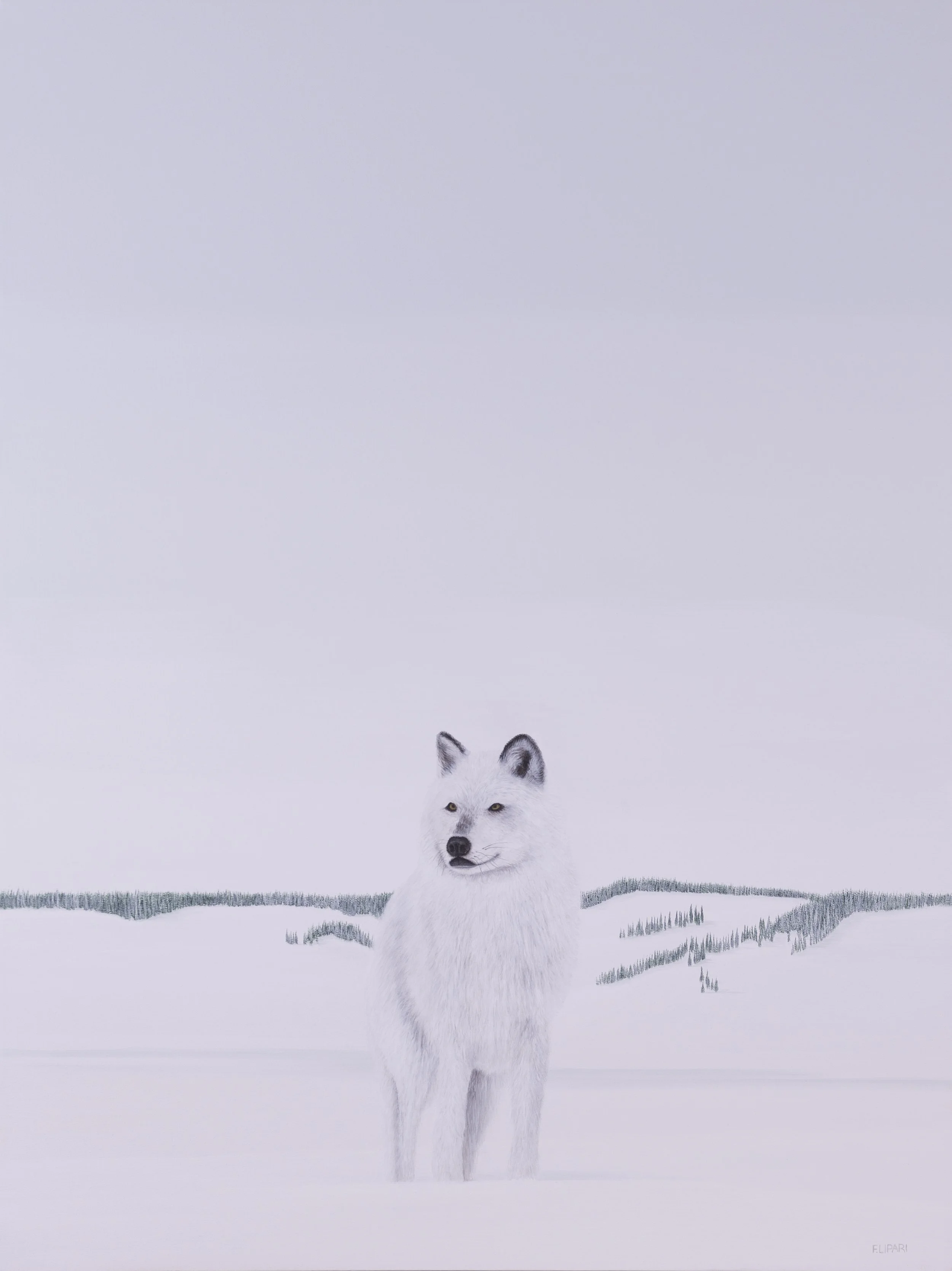   Gray Wolf  | 2021, 36 x 48  acrylic on canvas 