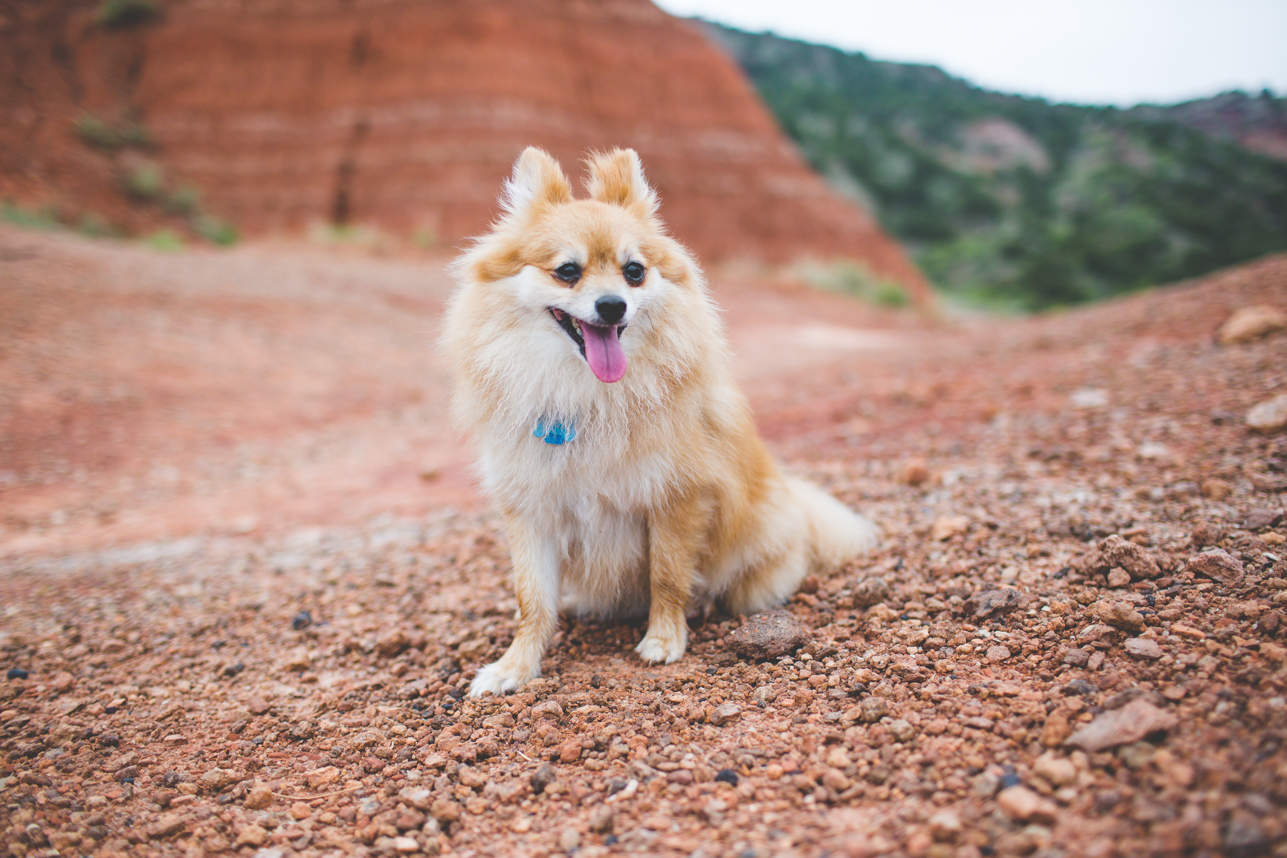 Well, he will still have to be alone when we shoot weddings. Poor Roscoe. Don't mind his hair - it was wet day in Palo Duro Canyon. 