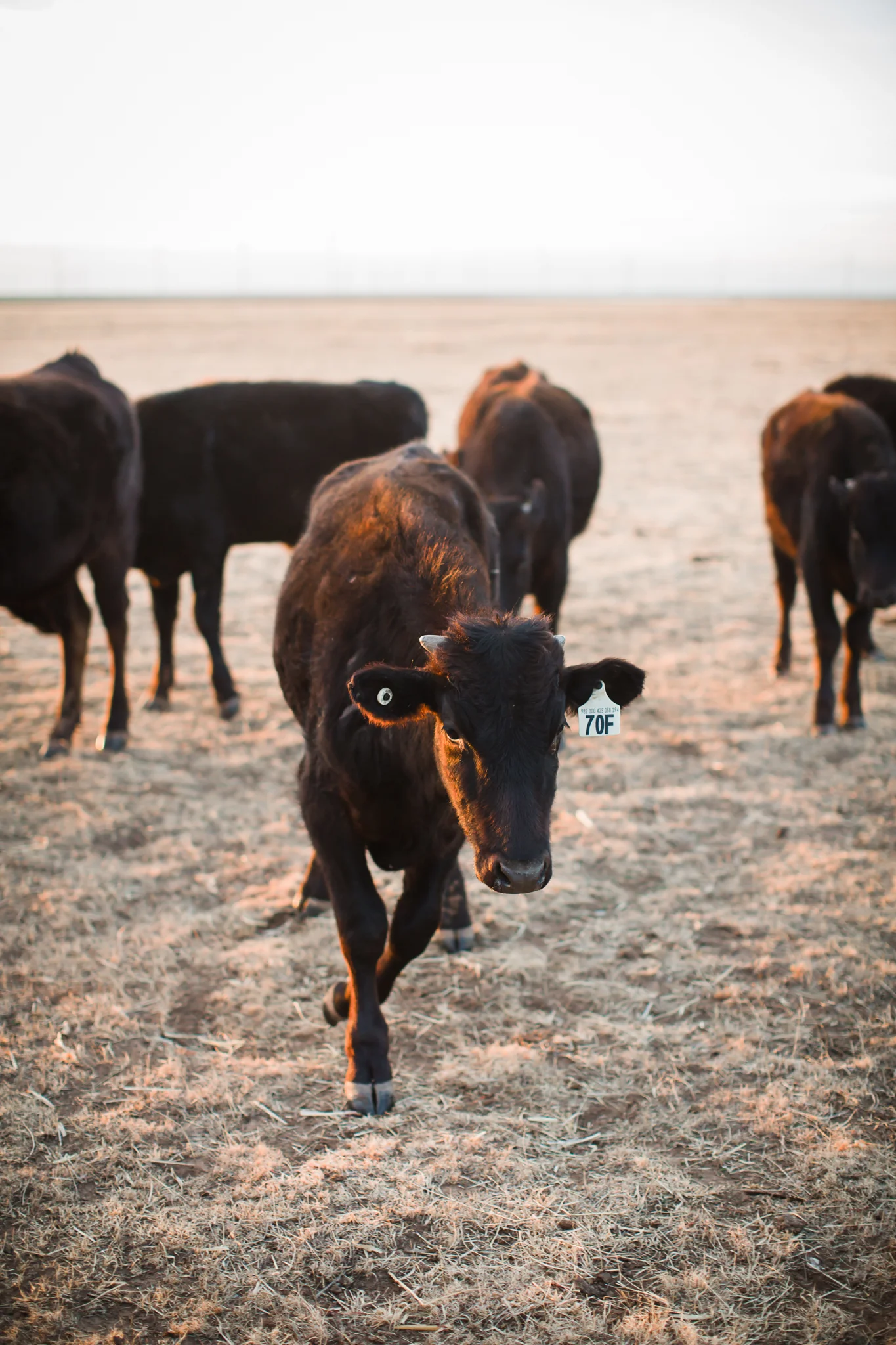 Farm-photographer-texas-4.jpg