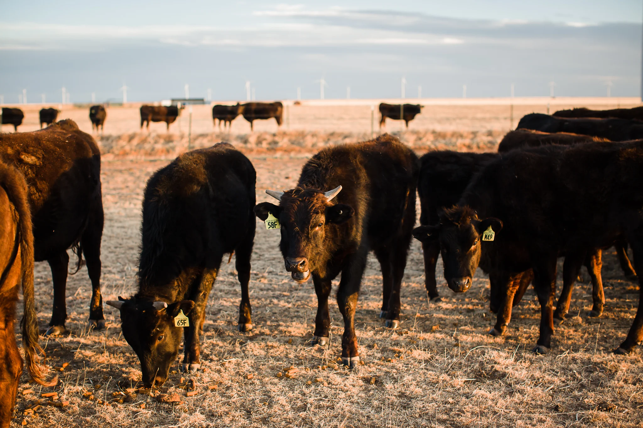 Farm-photographer-texas-11.jpg