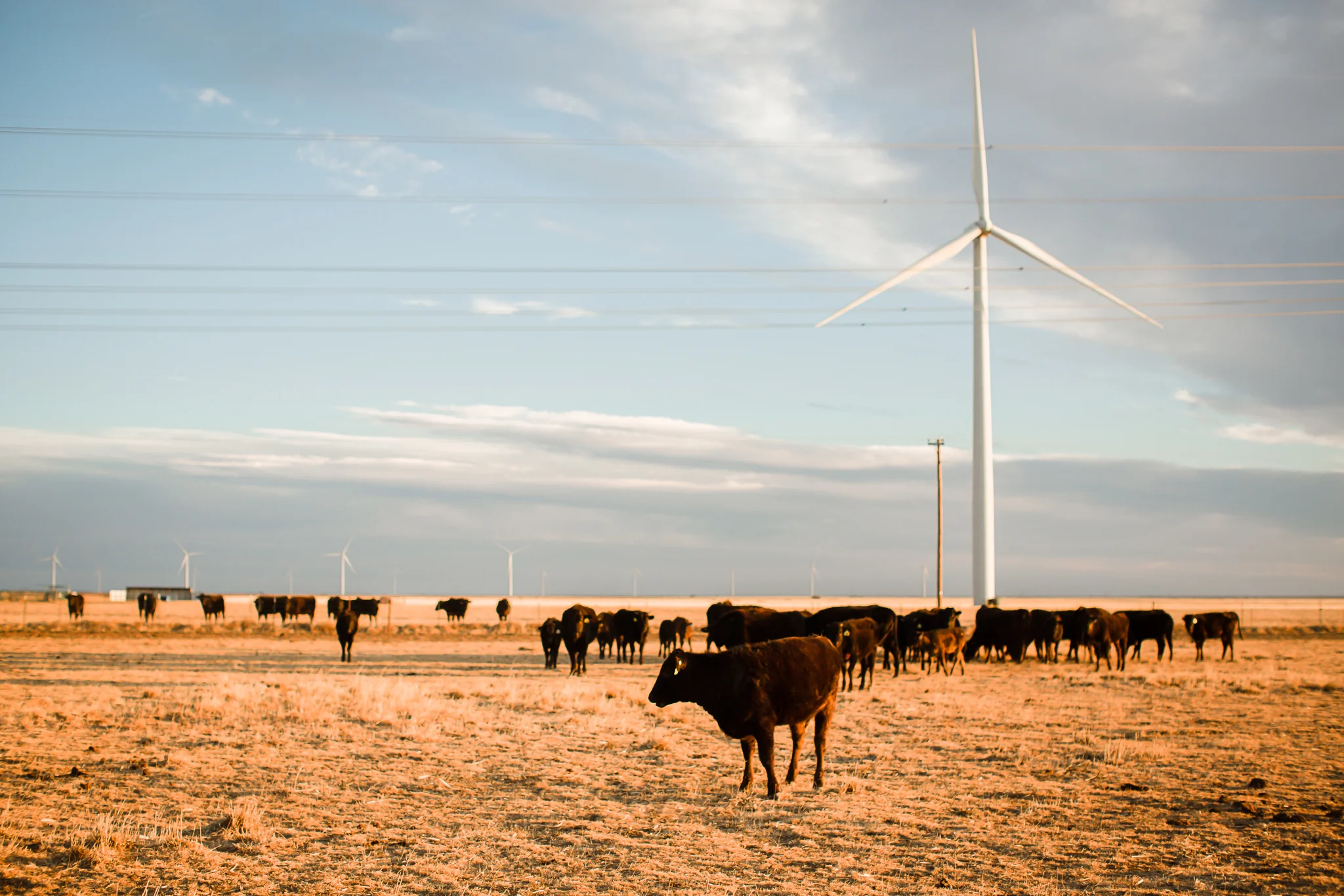 Farm-photographer-texas-13.jpg
