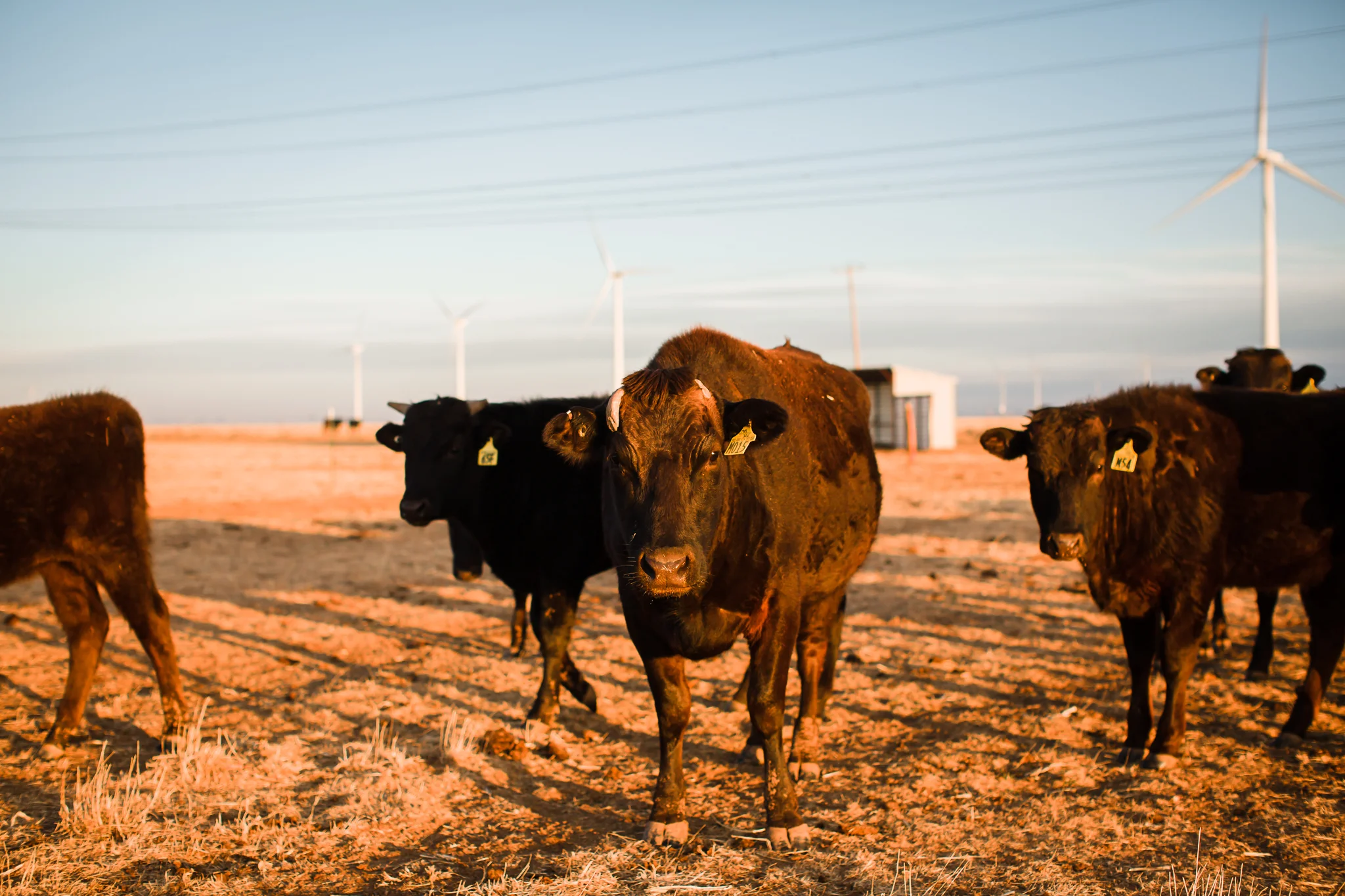 Farm-photographer-texas-14.jpg