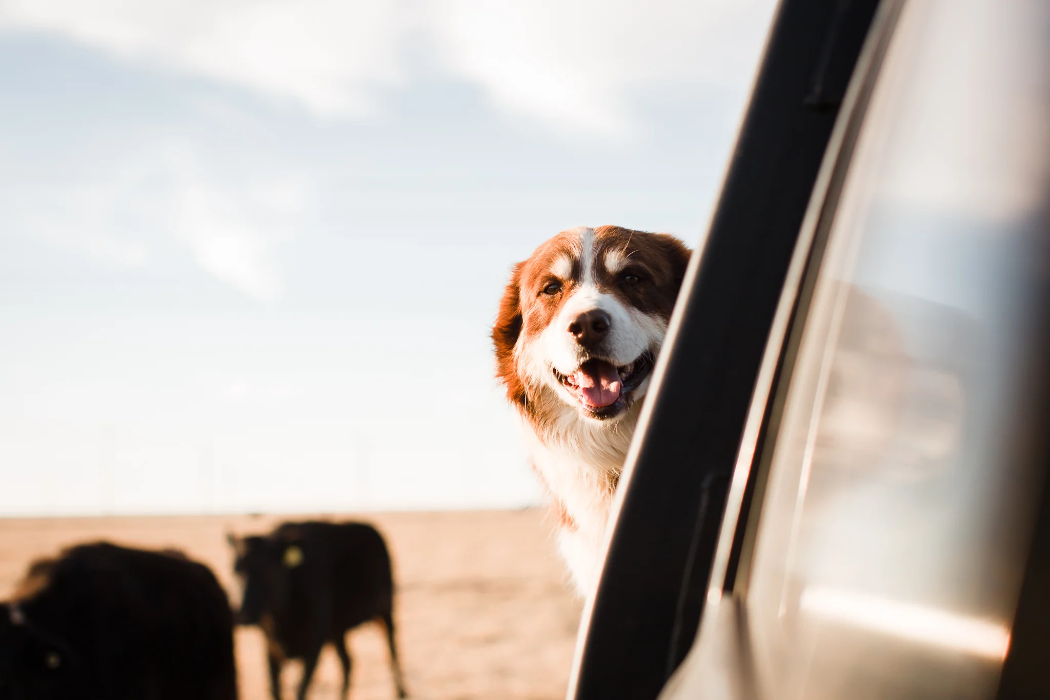 Farm-photographer-texas-19.jpg
