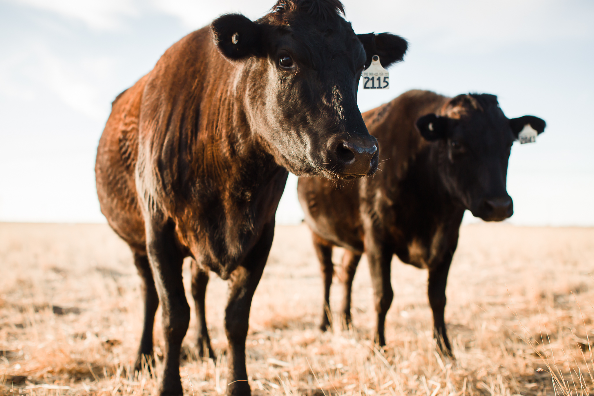Farm-photographer-texas-20.jpg