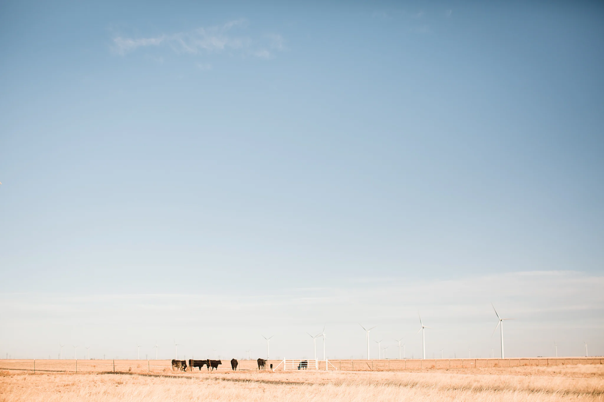 Farm-photographer-texas-22.jpg