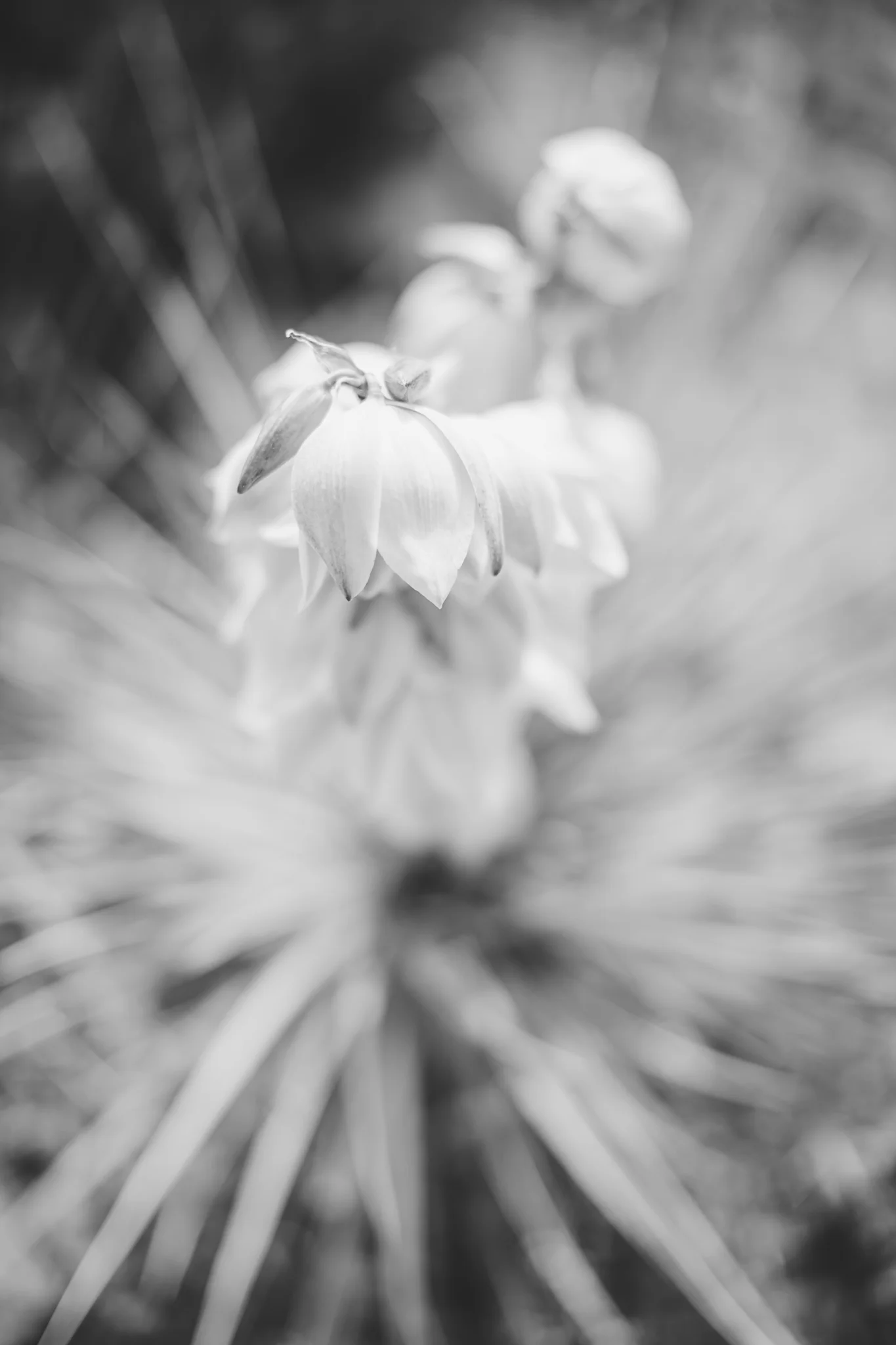 lizzie and tony blog-56.jpg