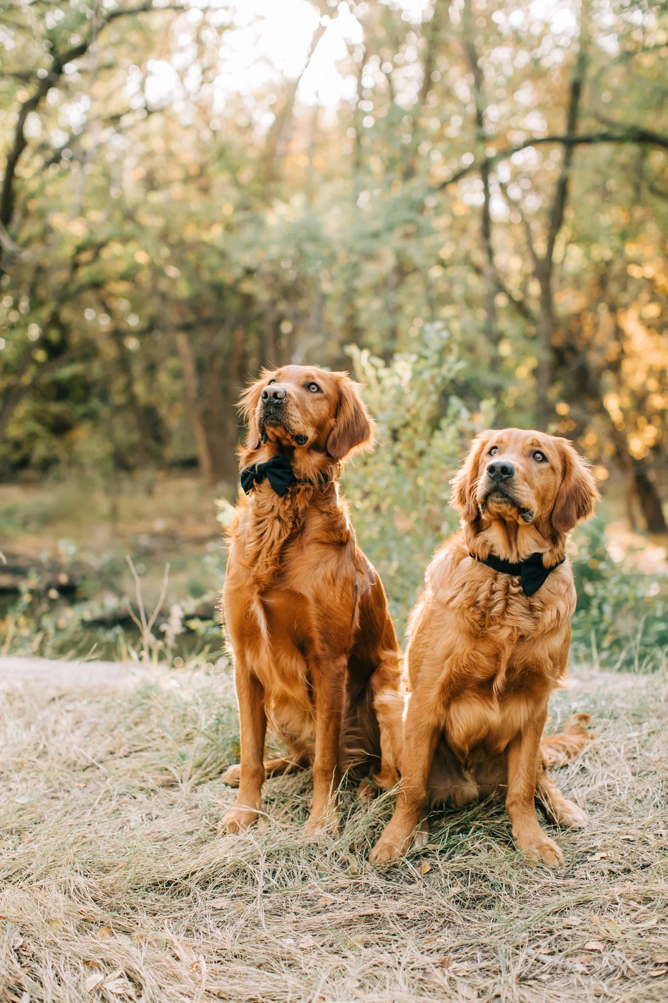 The Strawns | Family Pictures in Lubbock, Texas