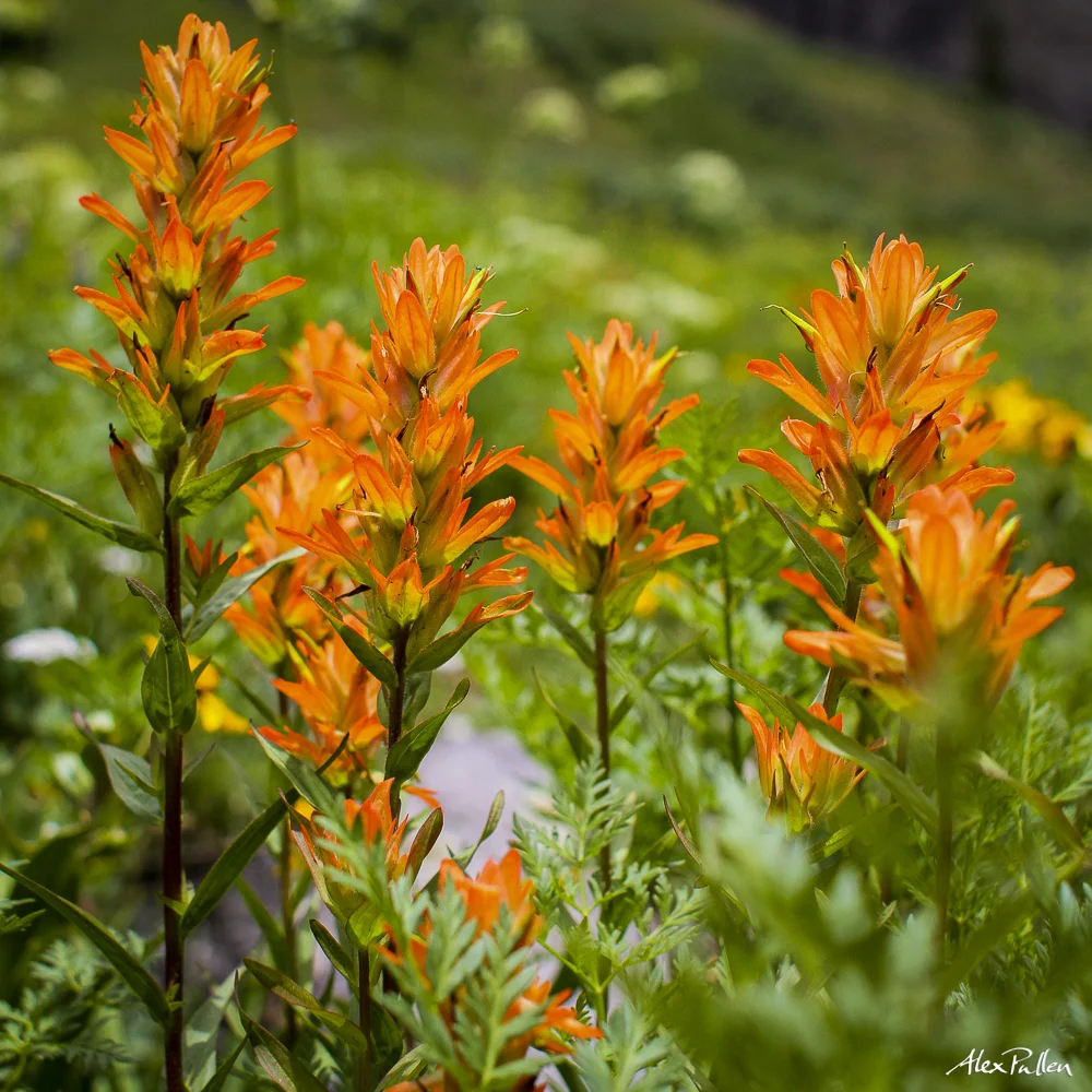 Community climate Resiliency network