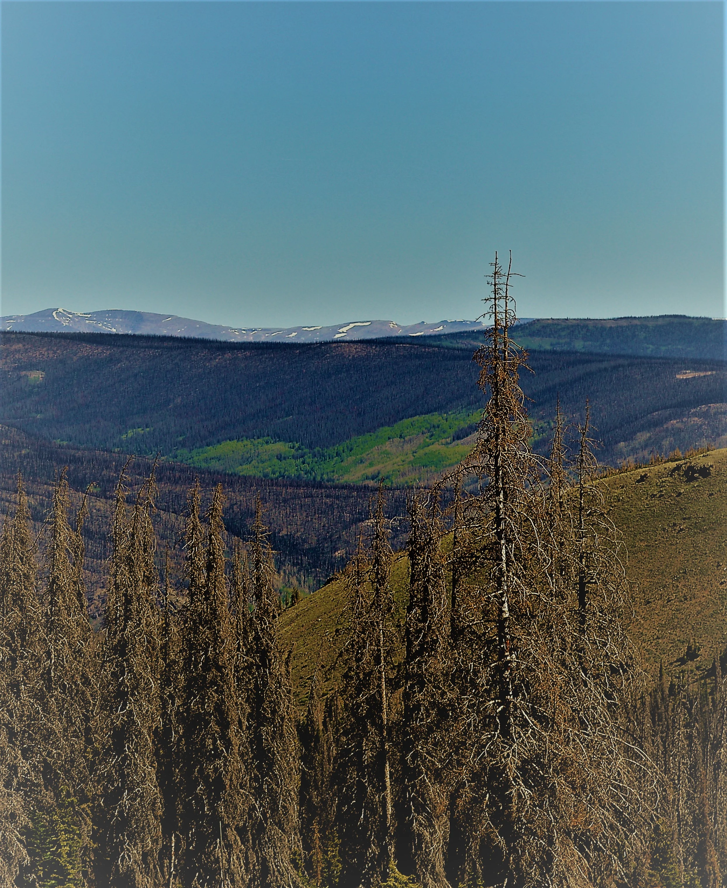 What Is Killing Our Forests? Spruce Beetle Tree Mortality in Southwest Colorado