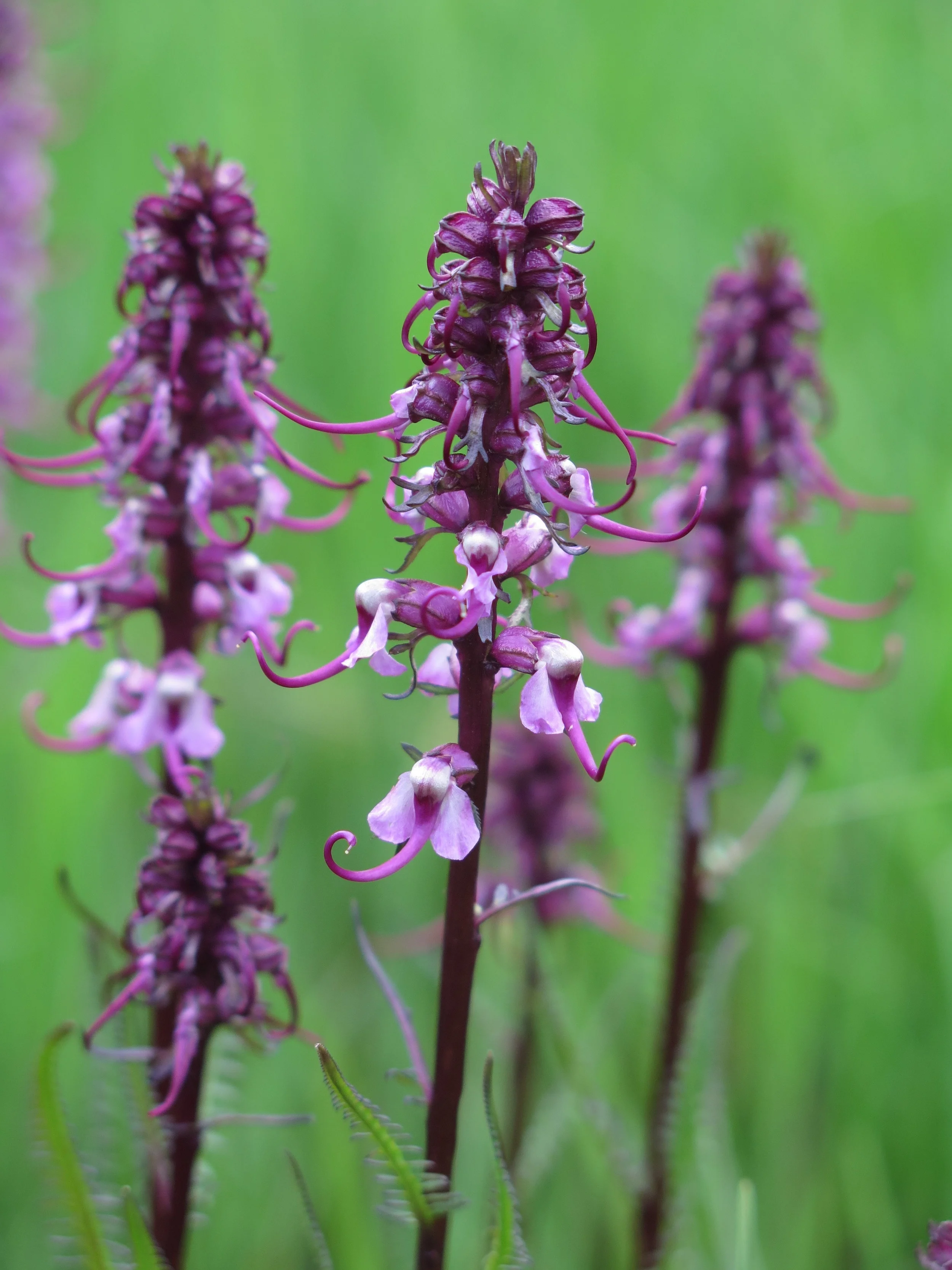 Nature In Focus - Kids Photography Class