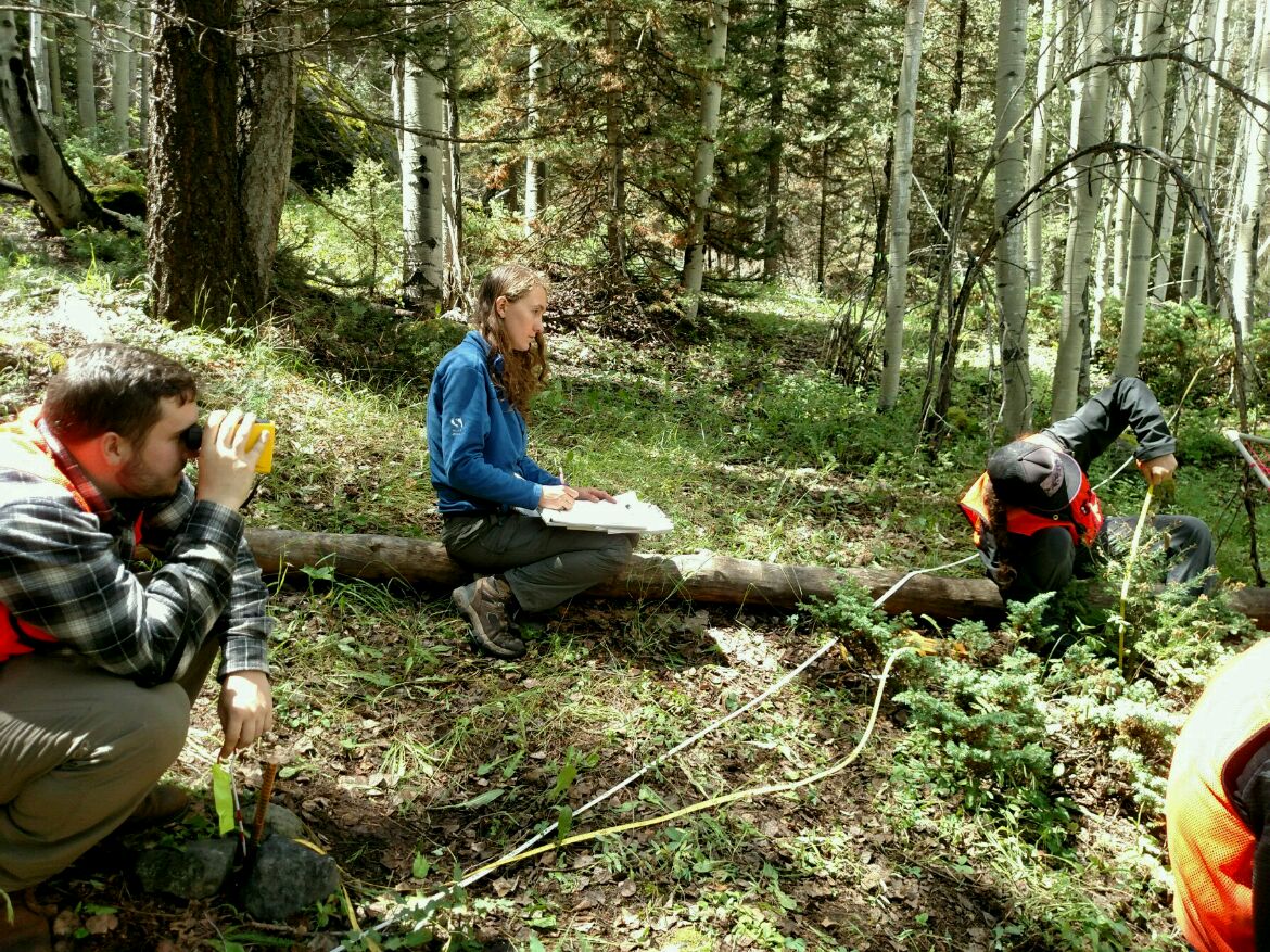 Laurel, Duncan and Lauren measure the forest above Telluride Valley Floor.  (Copy)