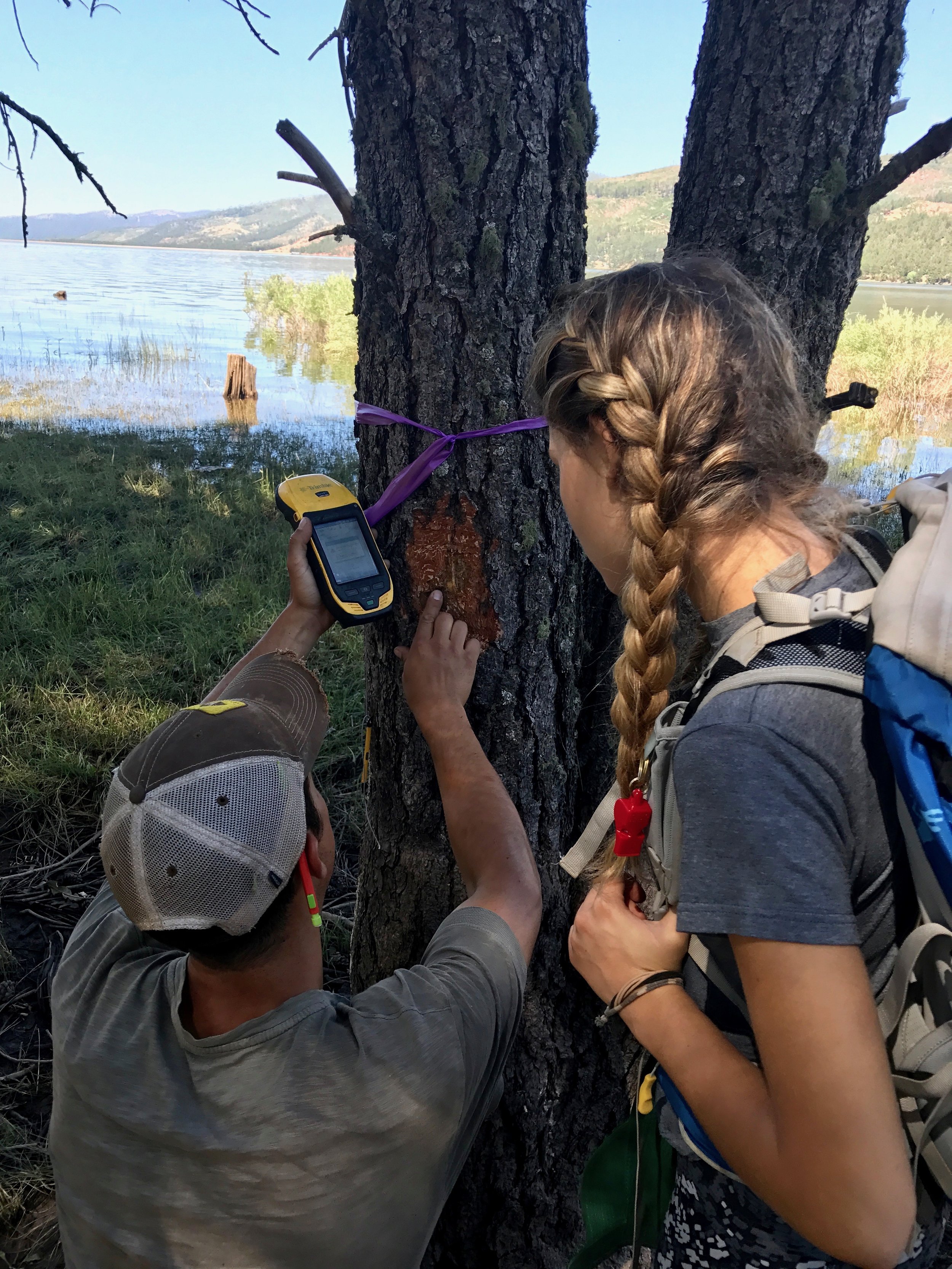 Michael Bartley shows a Durango High School student how to identify pine beetles in ponderosa pine. 