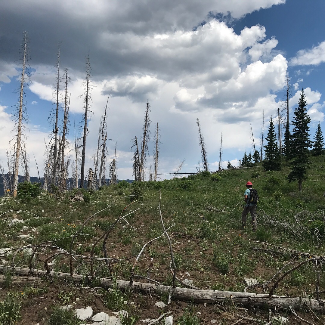 Michael Bartley walks through the Missionary Ridge burn scar on his way to another reforestation plot. (Copy)