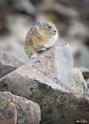 Pika 1.png