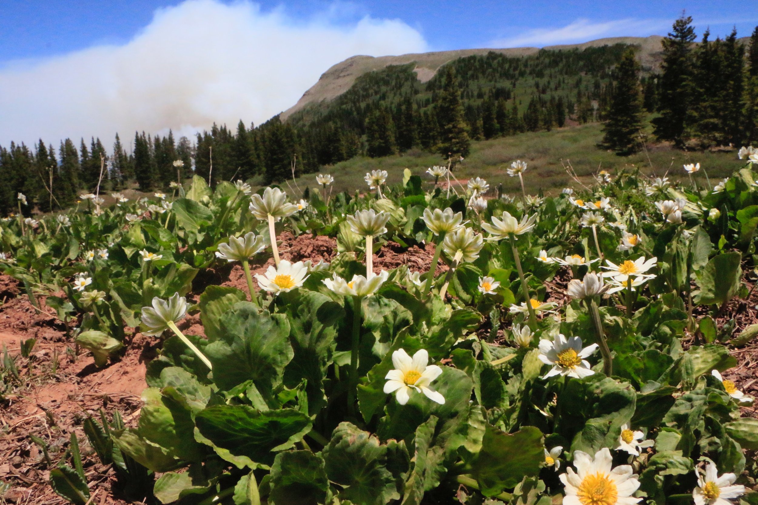 416 Fire with marsh marigolds in the foreground, photo by Priscilla Sherman