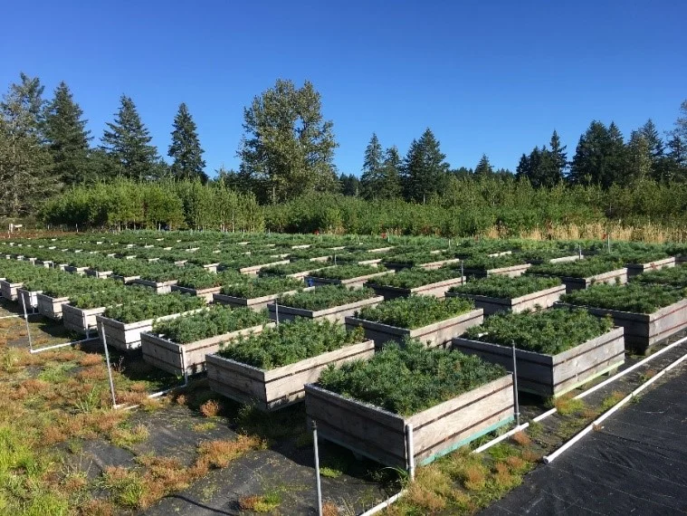 Limber pine seedlings in a common garden study are continually monitored for disease resistance and physiological variation after inoculation with white pine blister rust.