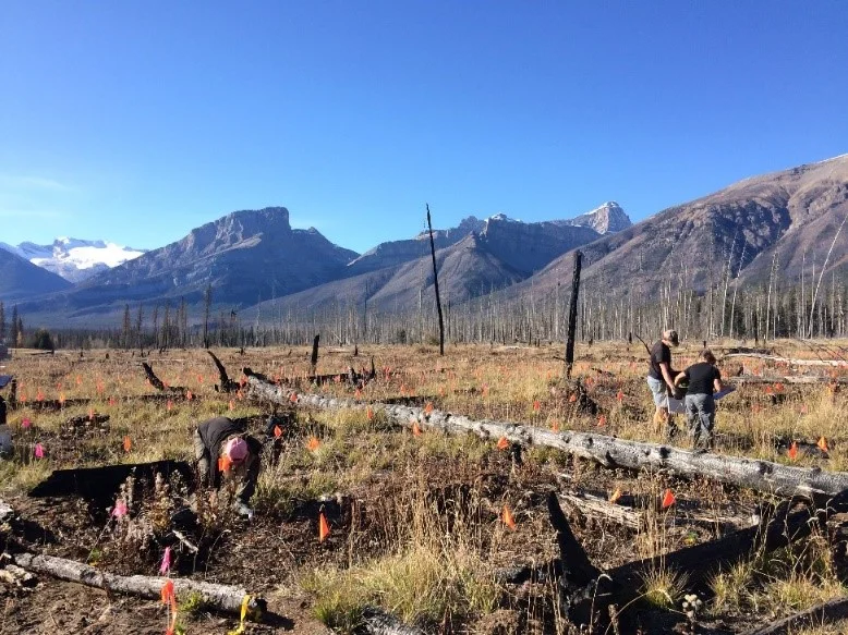 Planting trees in Alberta Canada as an international collaboration to study limber pine genetic by environmental effects.