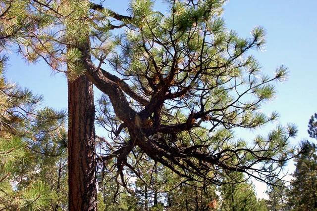 Arbor Day Tree Planting