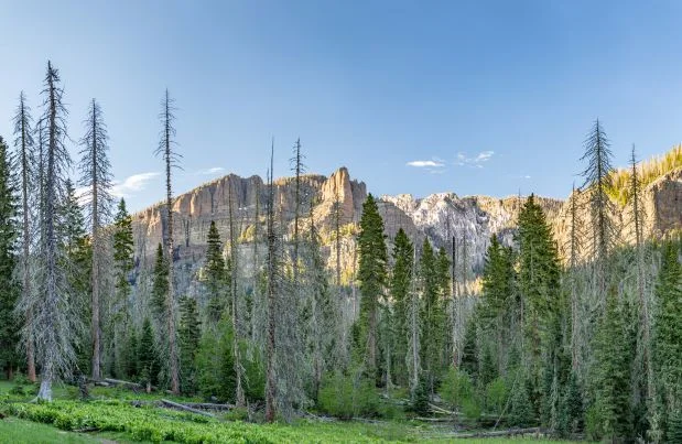 Beetle Talk &amp; Tour