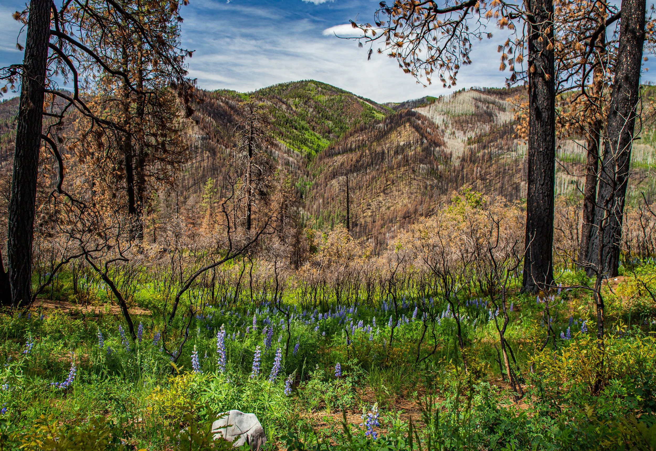 Fire & Forest 3-Part Learning Series