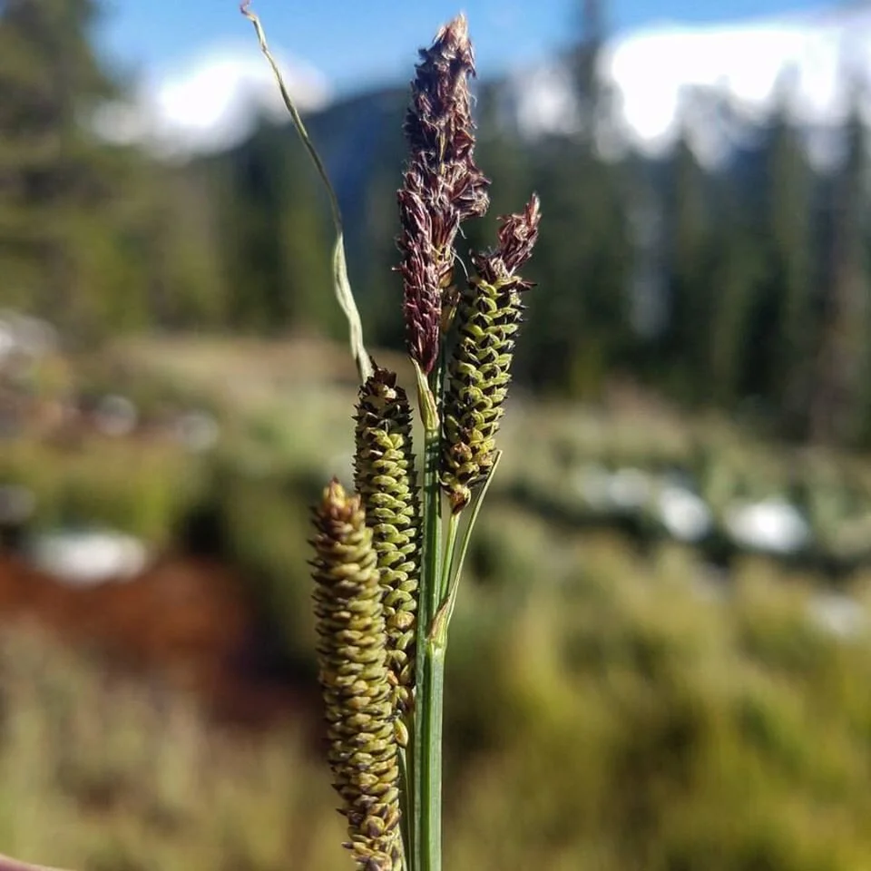 Virtual Native Plant Society Talk: Conversation on Carex with Anthony Culpepper