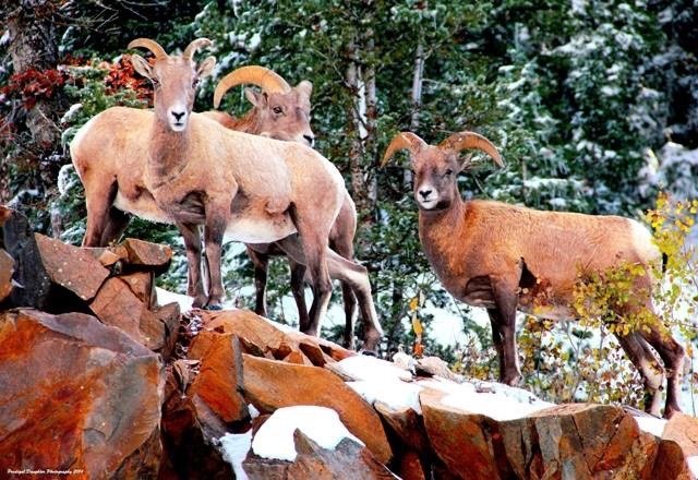 Rocky Mountain Bighorn Sheep Update - Great Old Broads for Wilderness Monthly Meeting