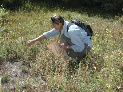 Seed Collection with Ute Mountain Ute Tribe