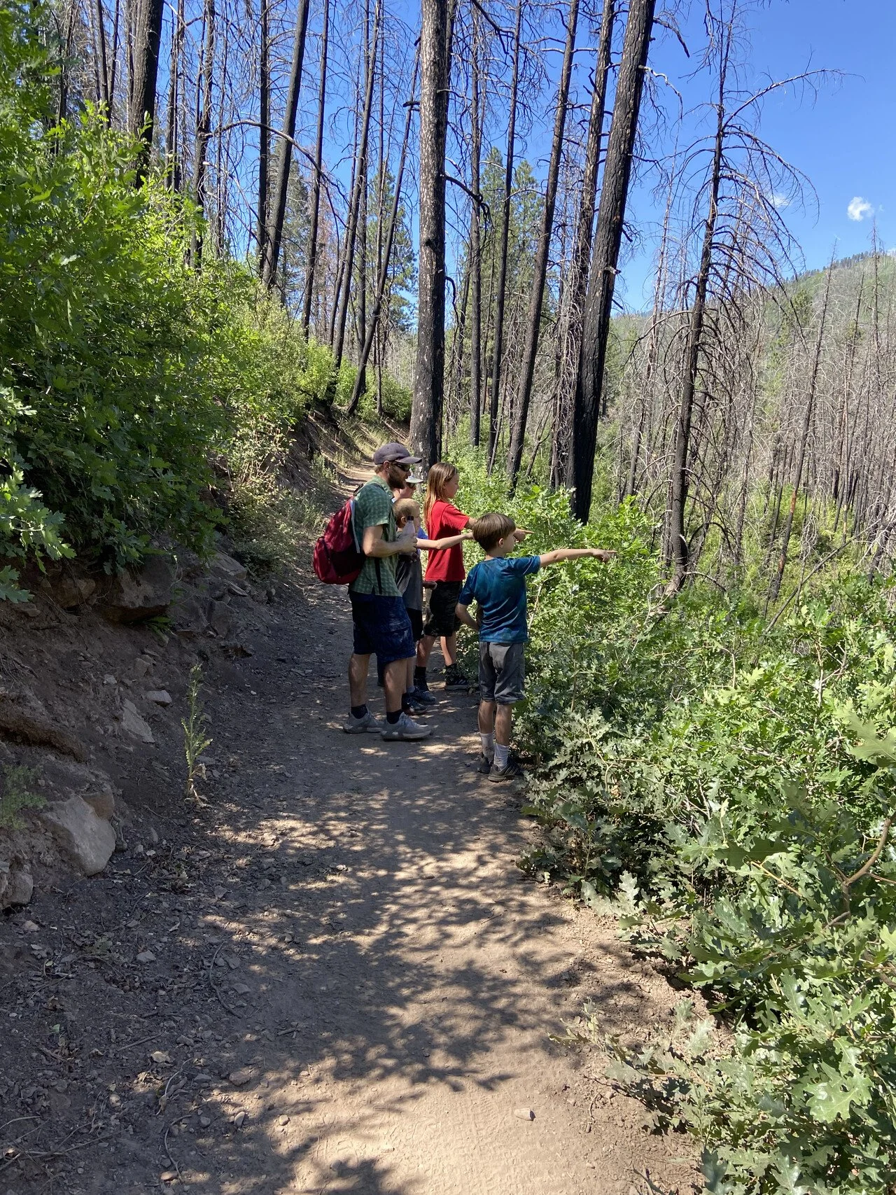 Forest Health Stewardship Day