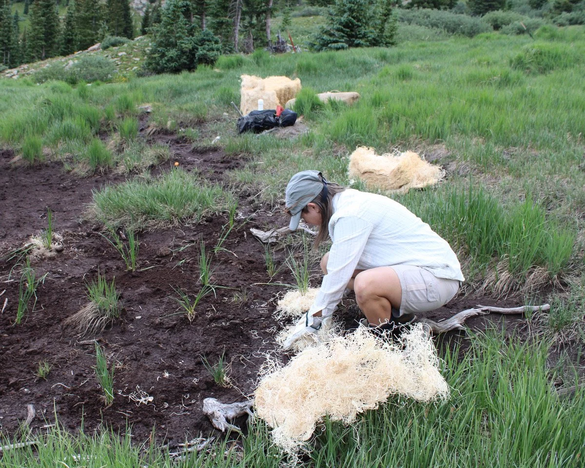 Ophir 60 jennifer mulching (1).jpeg