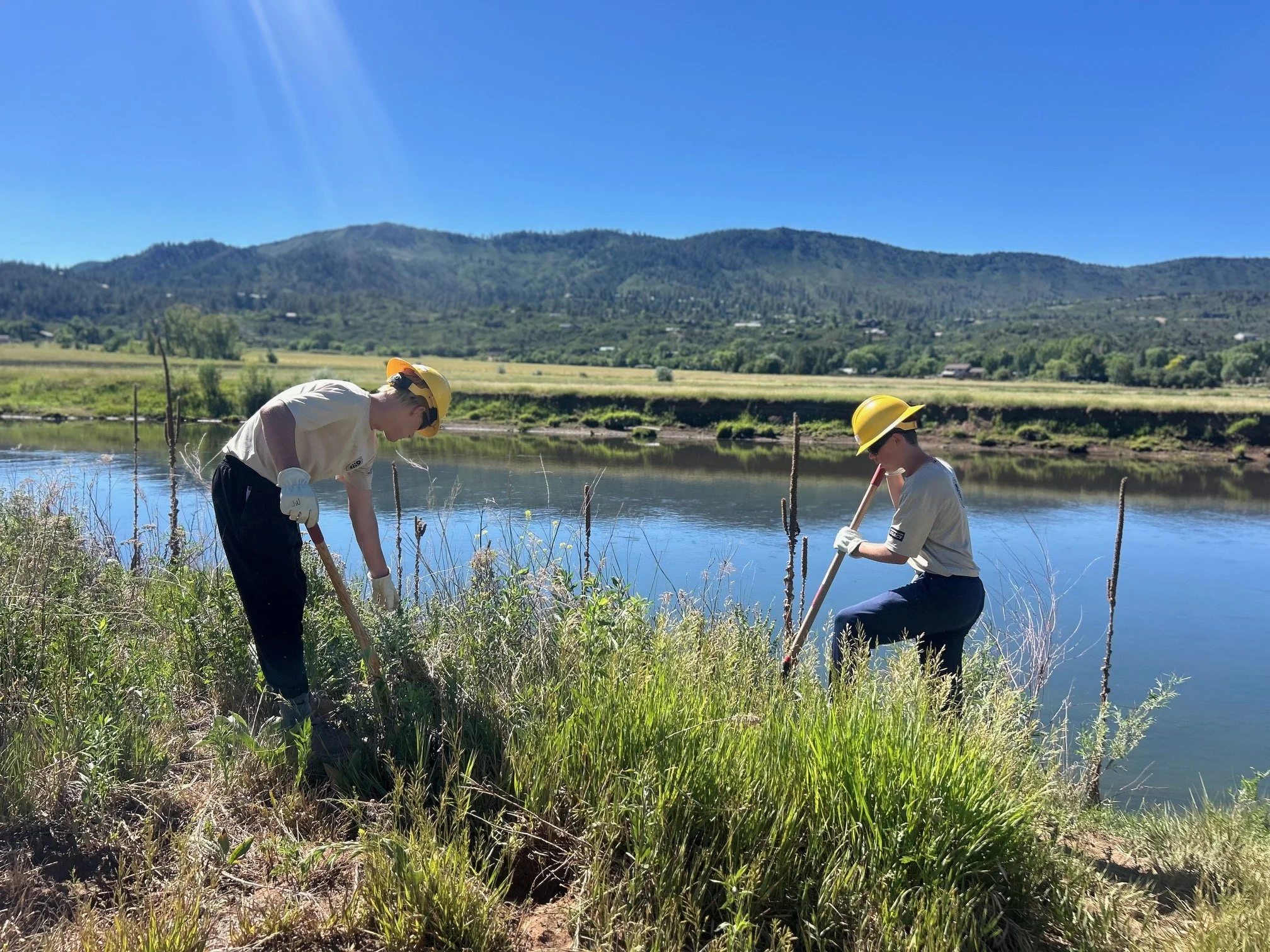 Invasive Weed Removal at Little Molas La