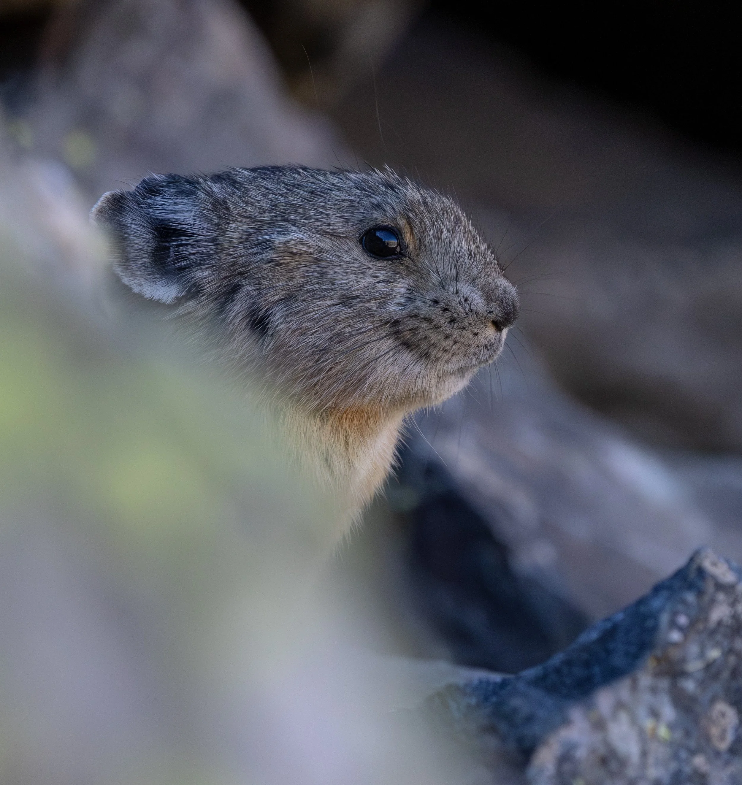 Fat Pika Week