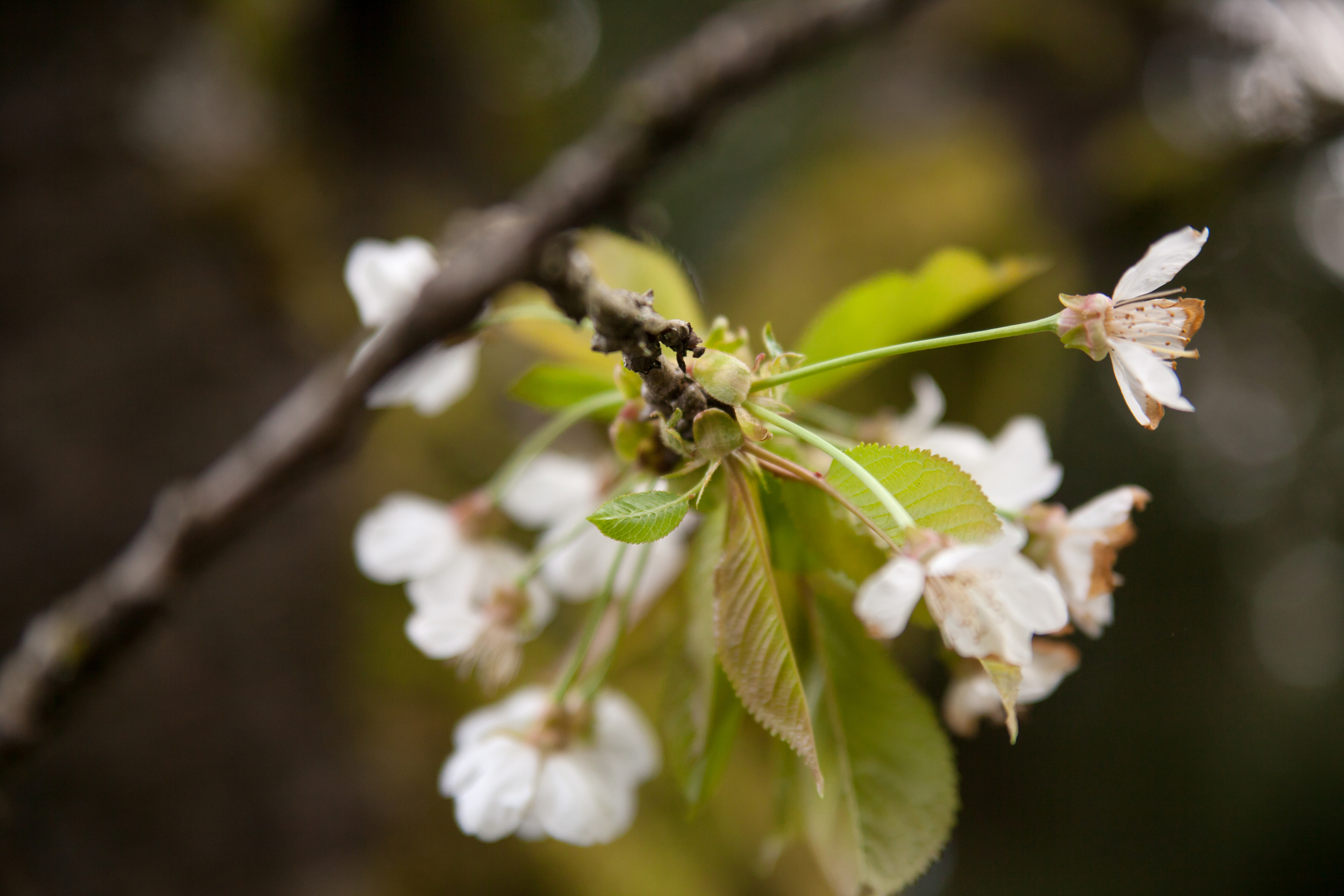 Flowers (4 of 11).jpg