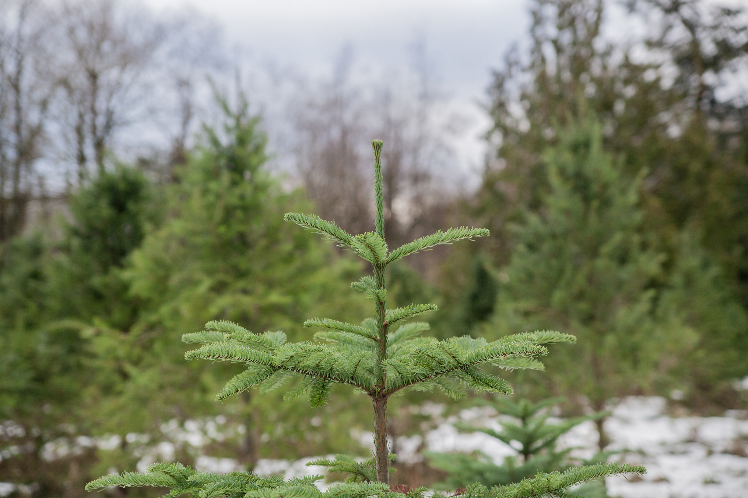 Christmas Tree Extravaganza 2016 (35 of 55).jpg