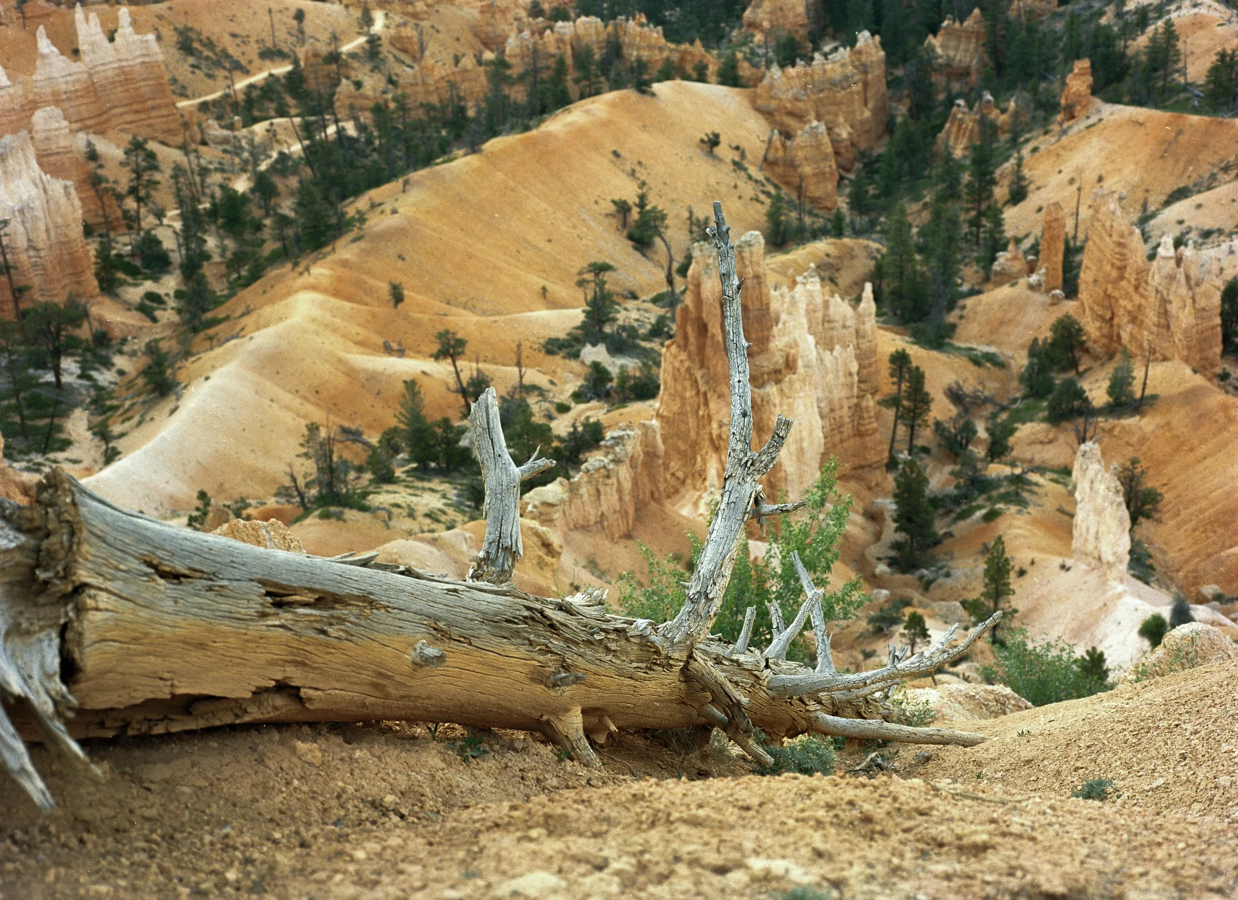 Bryce Canyon, UT