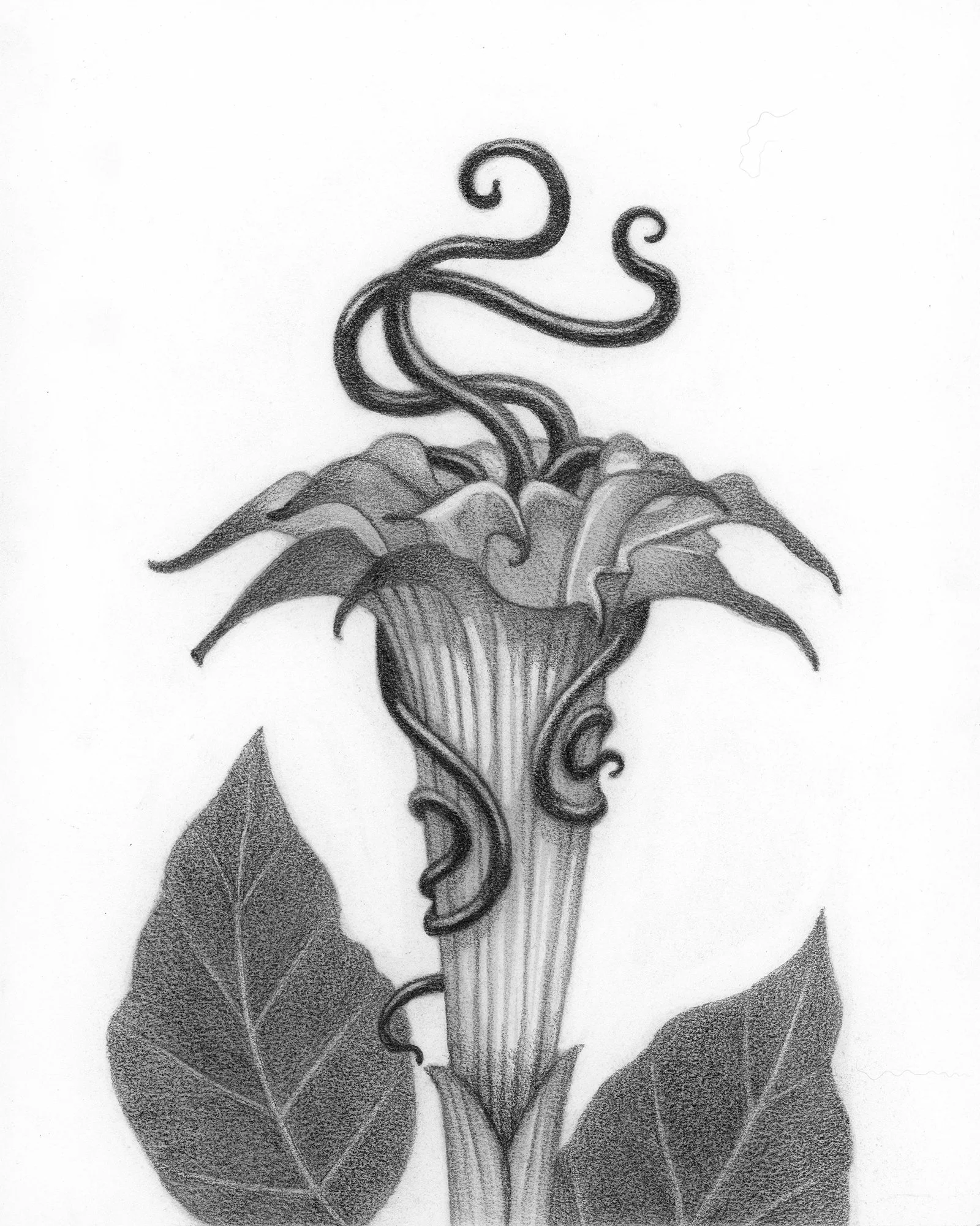 David-Natale-Parasite-Datura.jpg