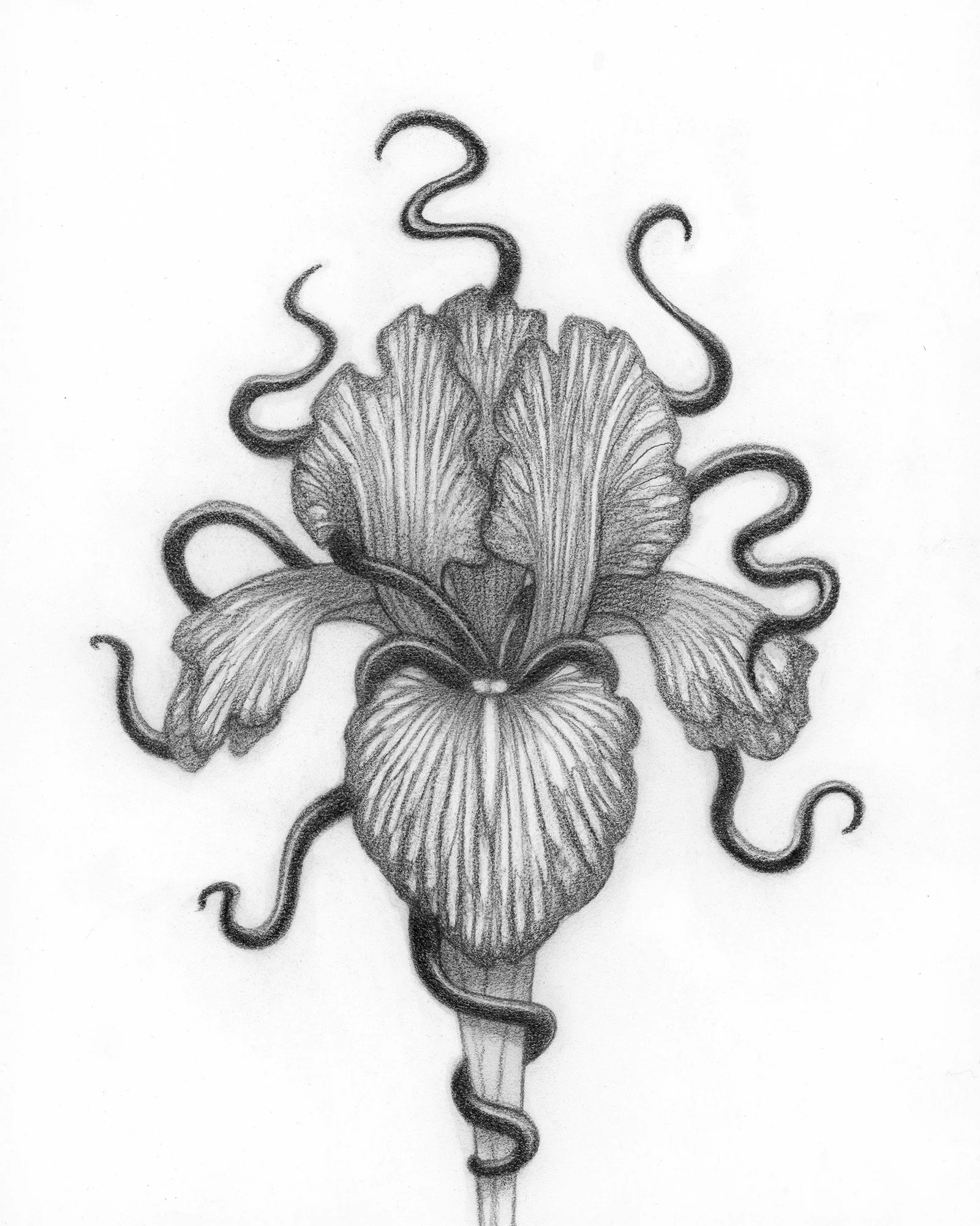 David-Natale-Parasite-Iris.jpg