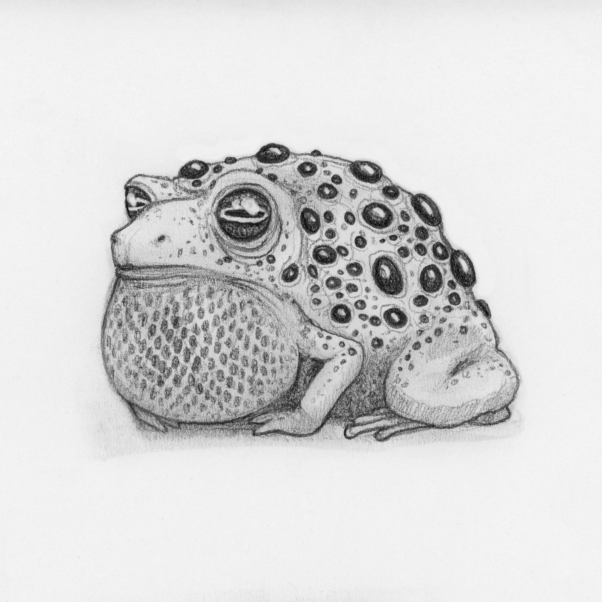 David-Natale-Jewel-Toad.jpg
