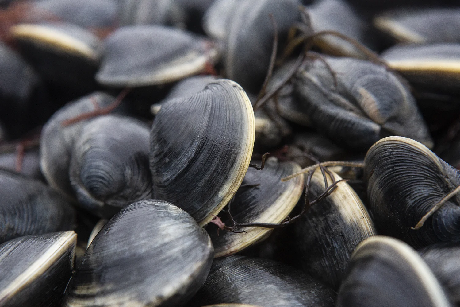 H.M. Terry Co.-Clams & Oysters, Willis Wharf, Virginia