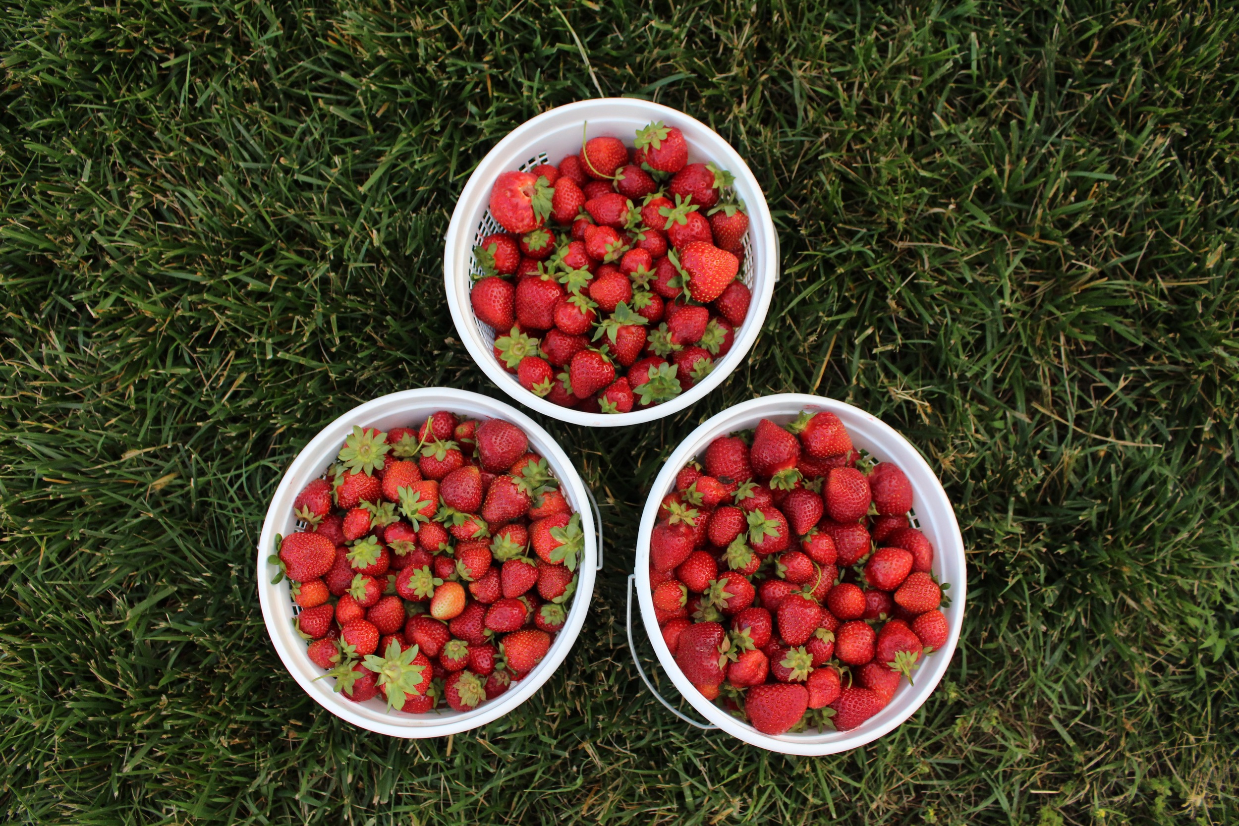 STRAWBERRY SEASON - Hand picked Strawberries from Bradley Kountry Acres