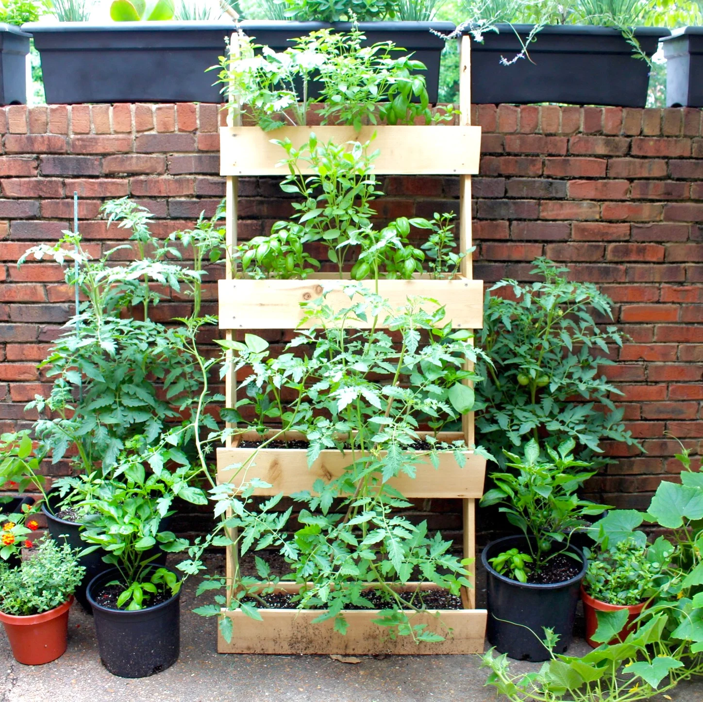 Edible Garden: Back Patio Edition