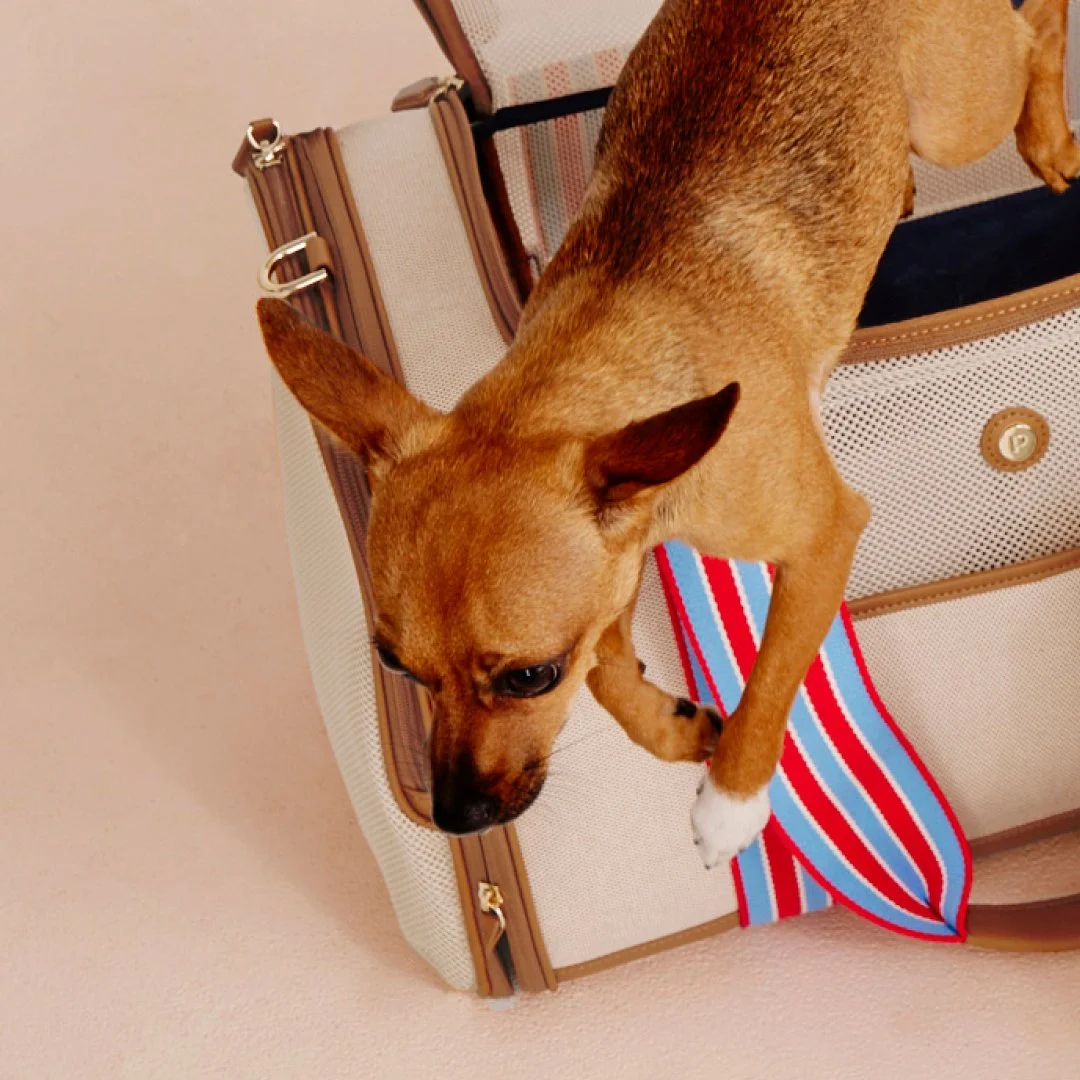 Pet_Carrier_ Teaser_DAY_02_02.jpg