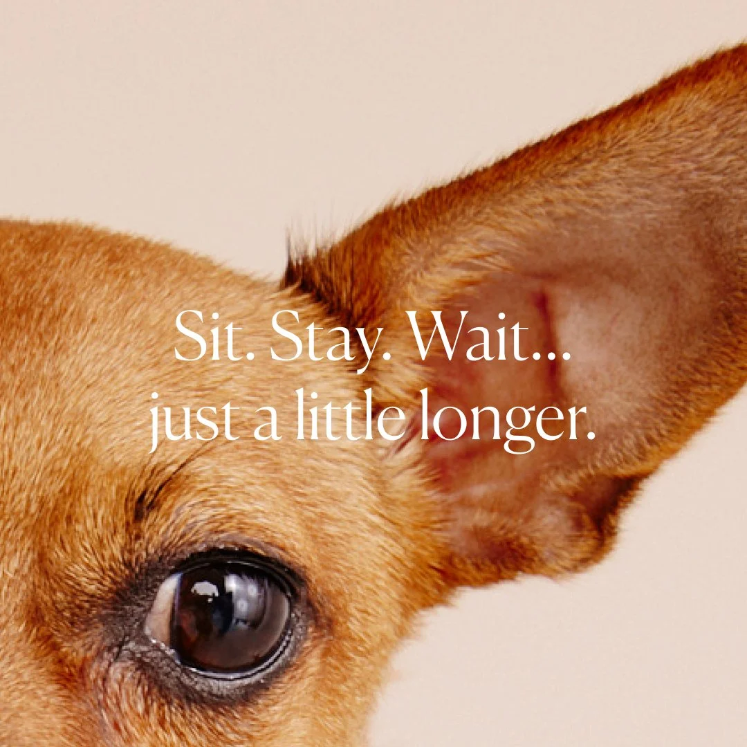 Pet_Carrier_ Teaser_DAY_02_01.jpg