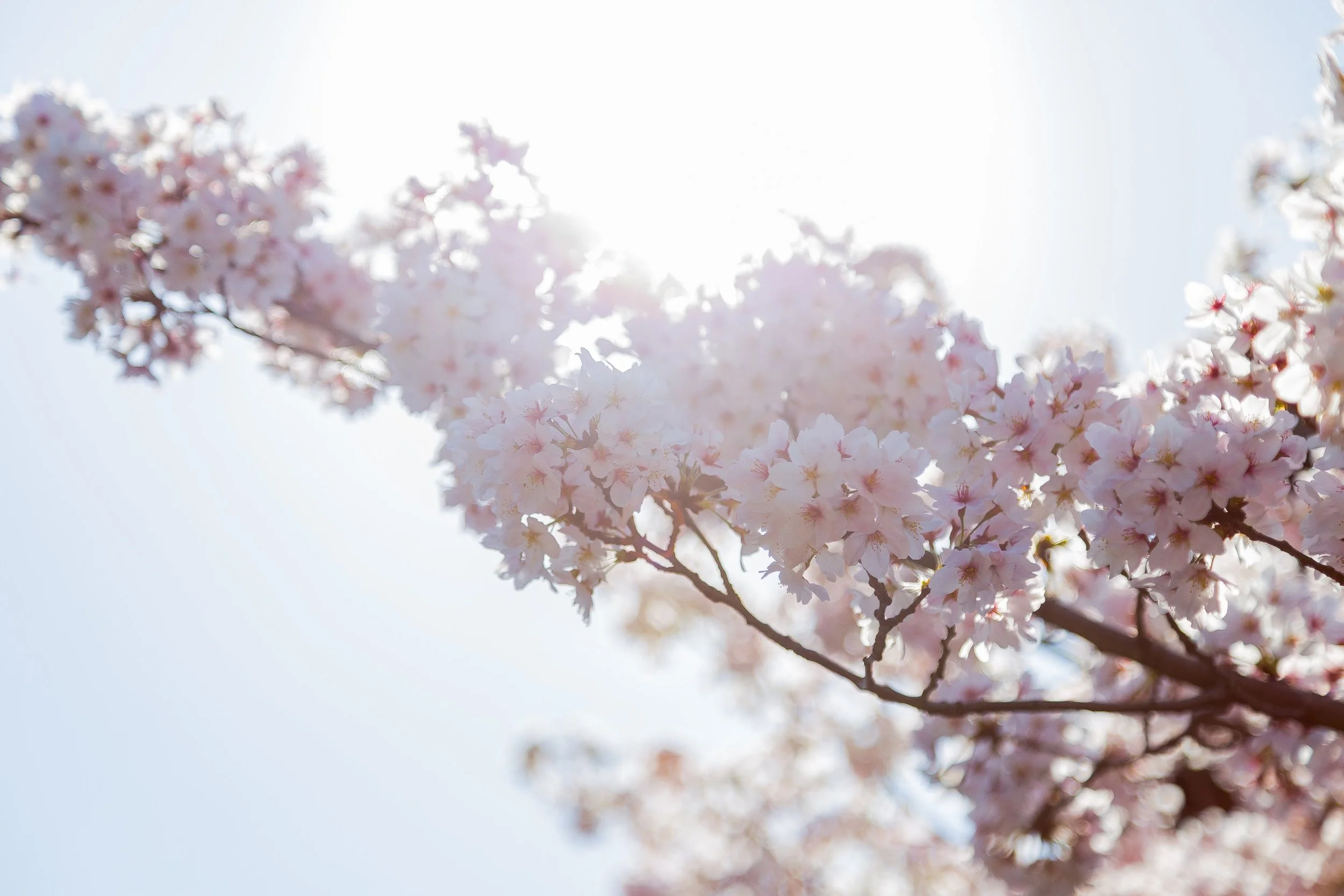 cherry_blosson-6474.jpg