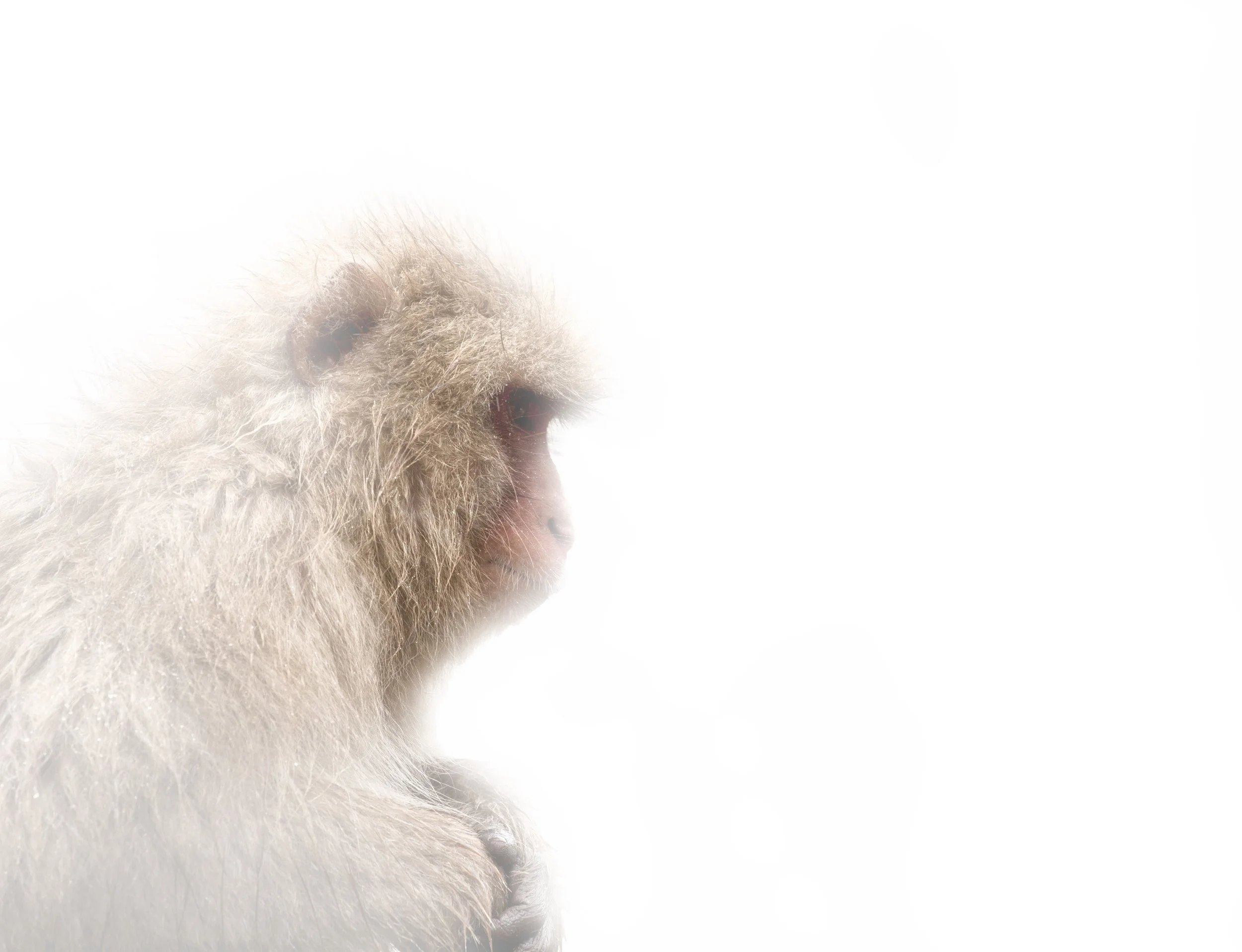Monkey_001.jpg